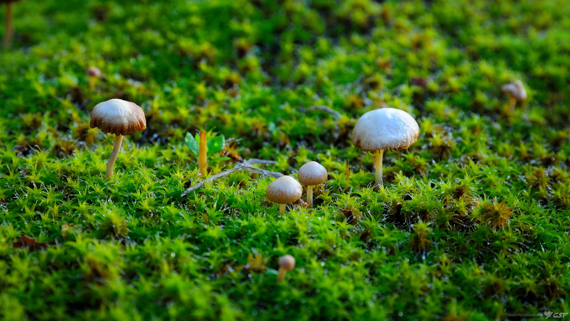 мох грибы природа макро, Serj Master