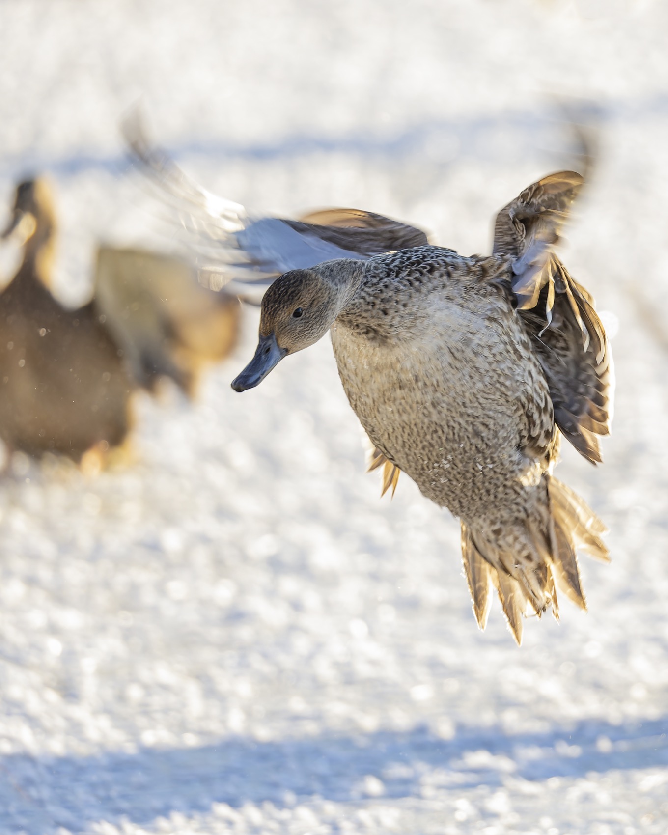 шилохвость, утка, птицы, Ruslan Pl