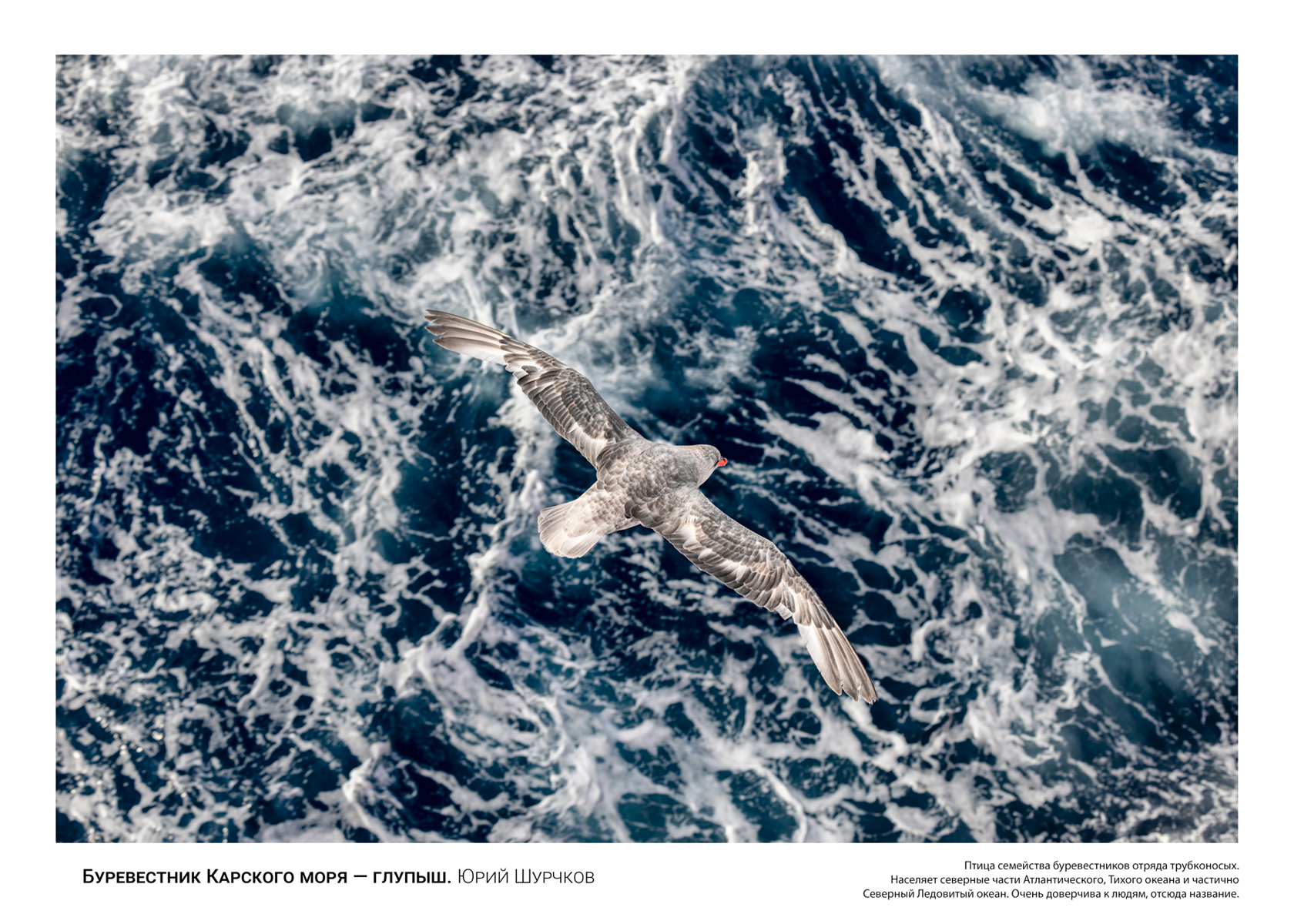 буревестник, арктика, Шурчков Юрий