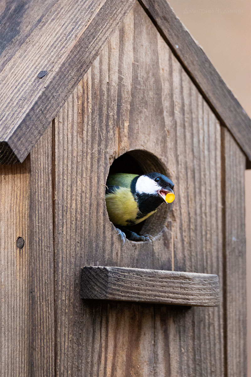 , Чудинин Дмитрий