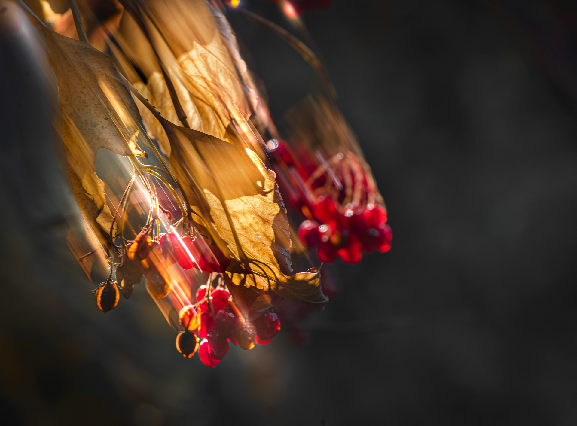 осень, природа, icm, Неля Рачкова