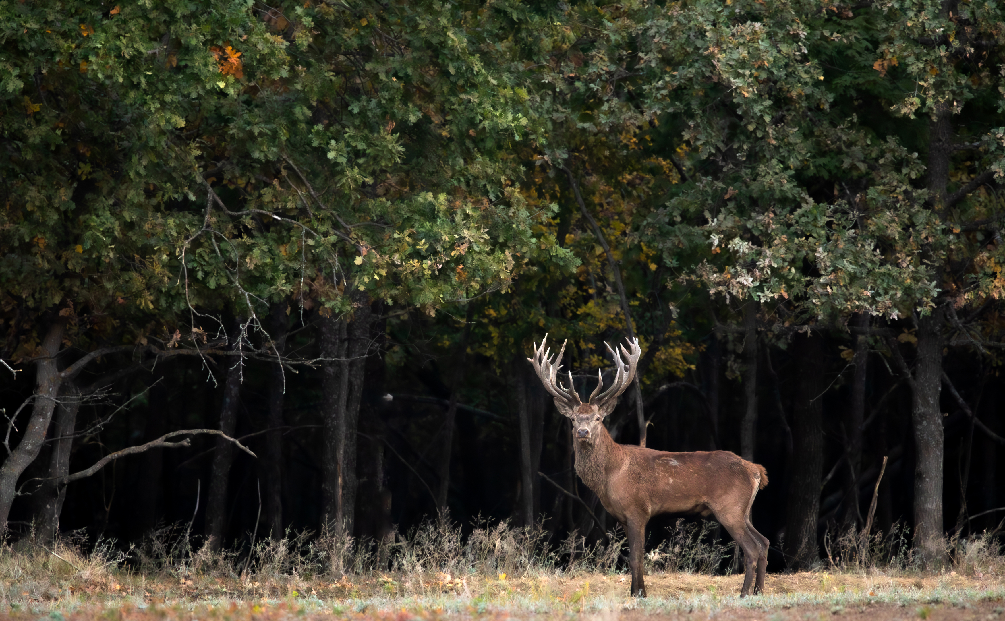 , Веревченко Михаил