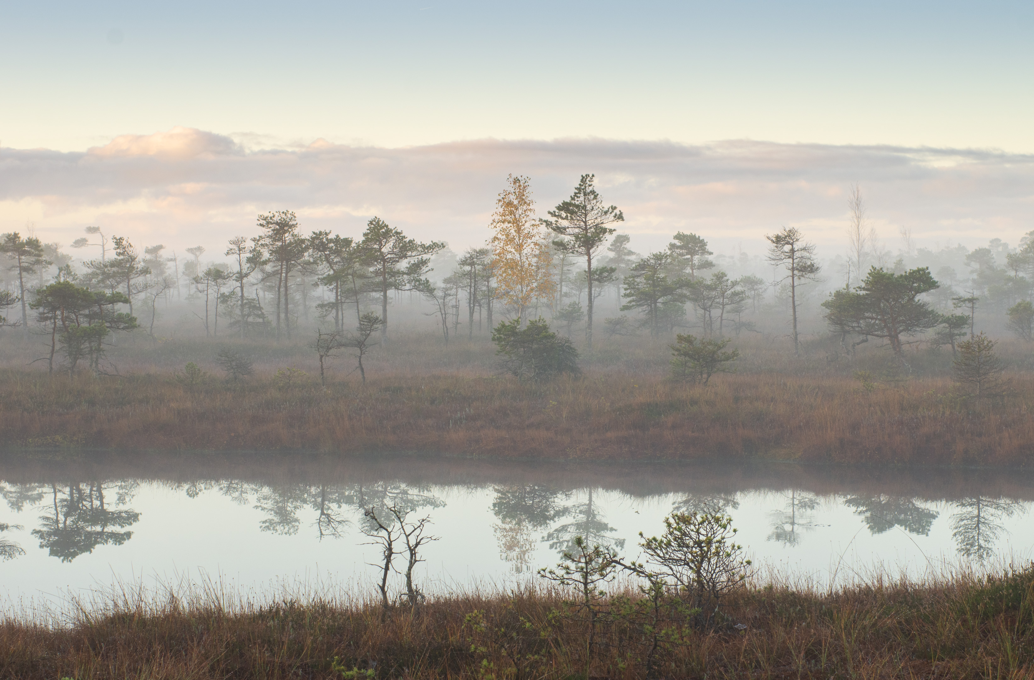 , Гордон Николай