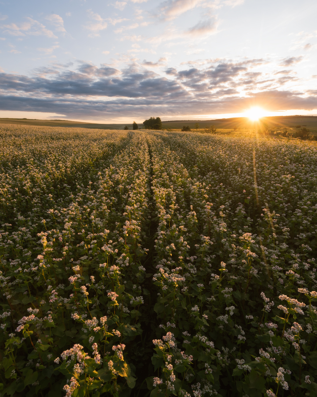 , Алексей Проняхин