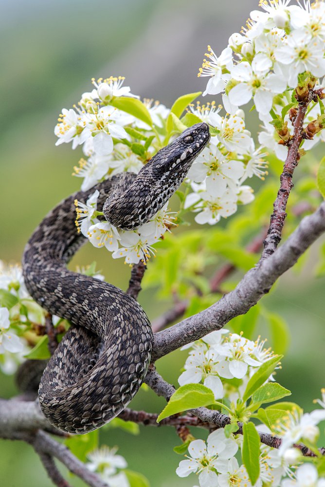 степная гадюка, змея, цветы, Evgeny Melnikov