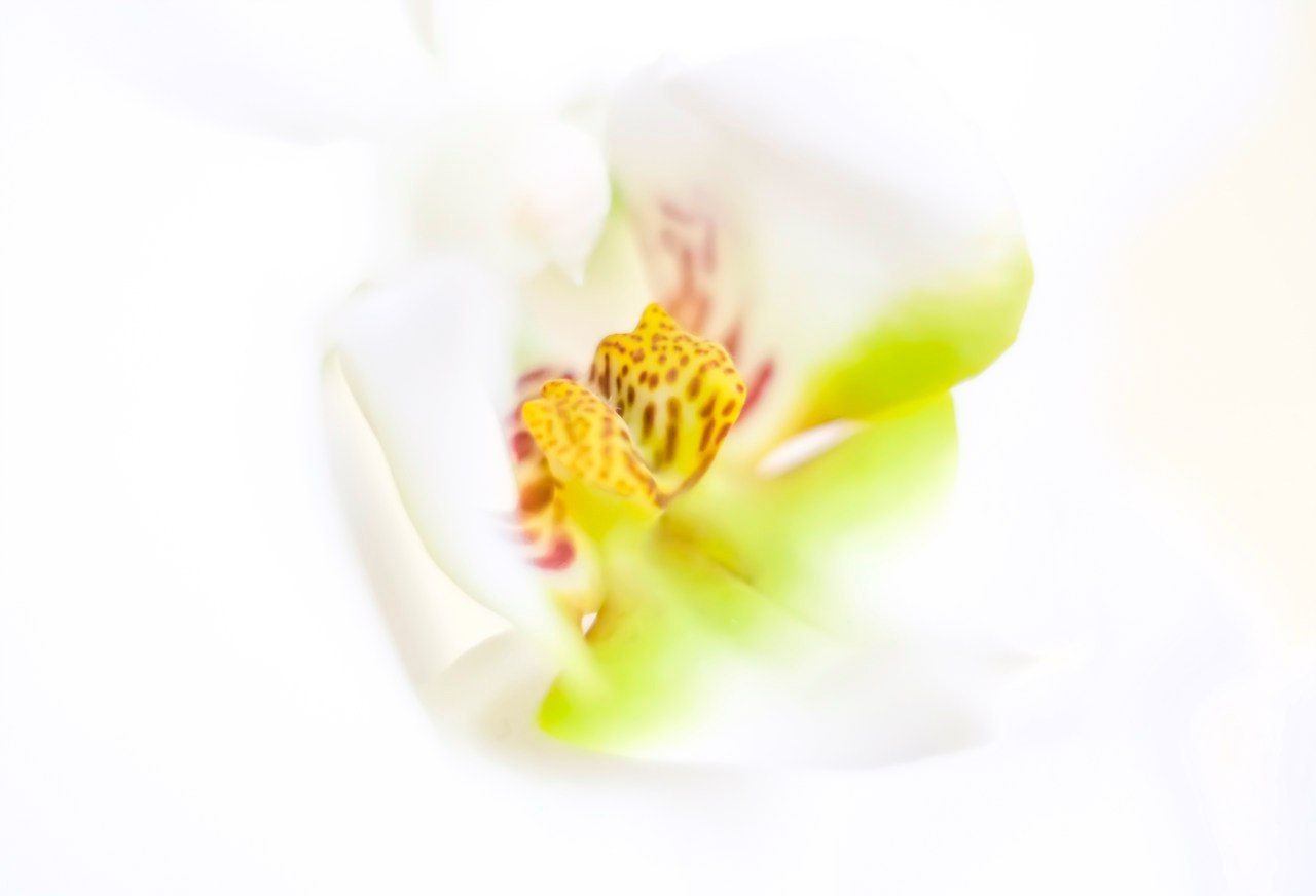 орхидея, цветок, цвет, растение, постельные тона, белый, светлый, Харланов Никита