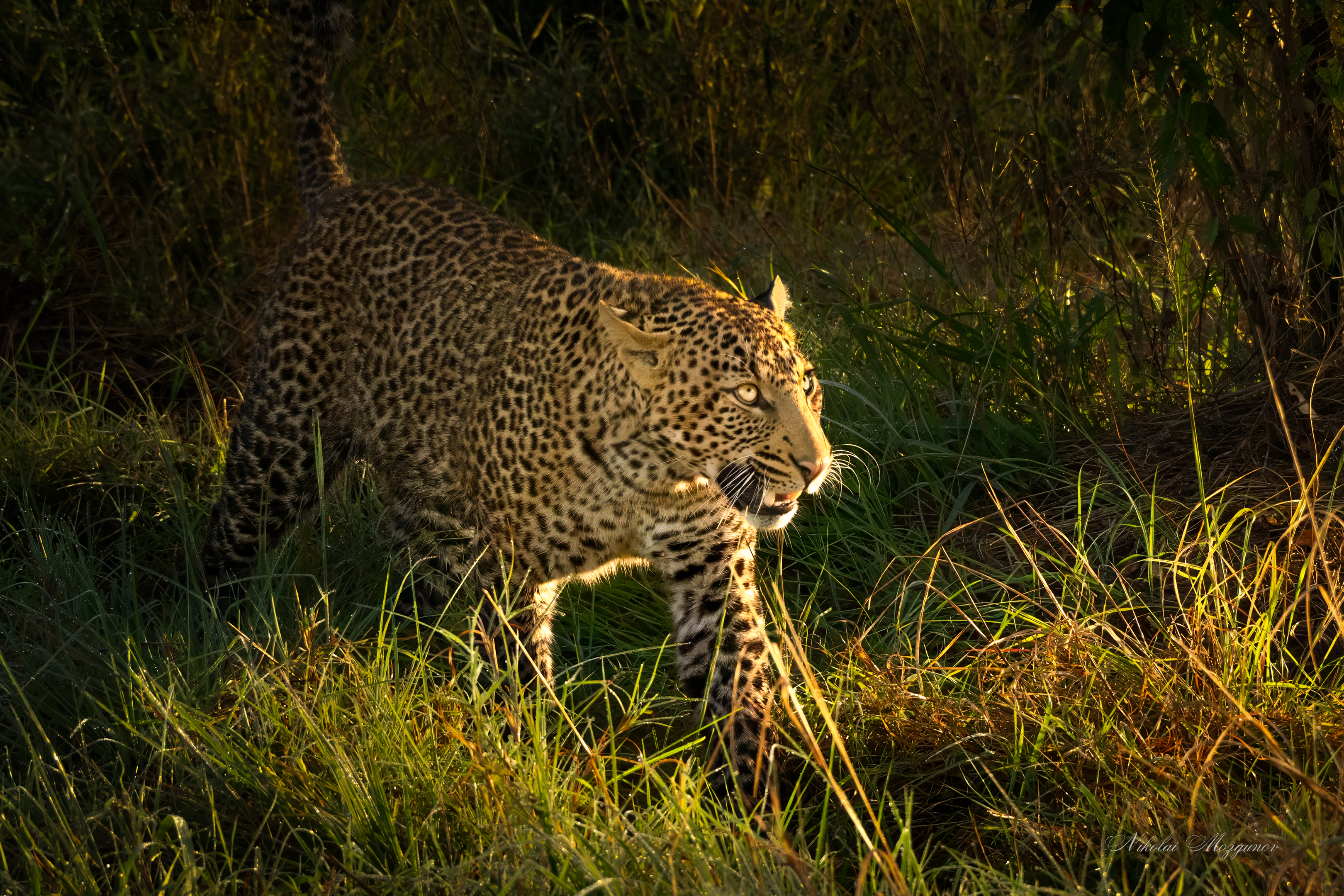 , Николай Мозгунов