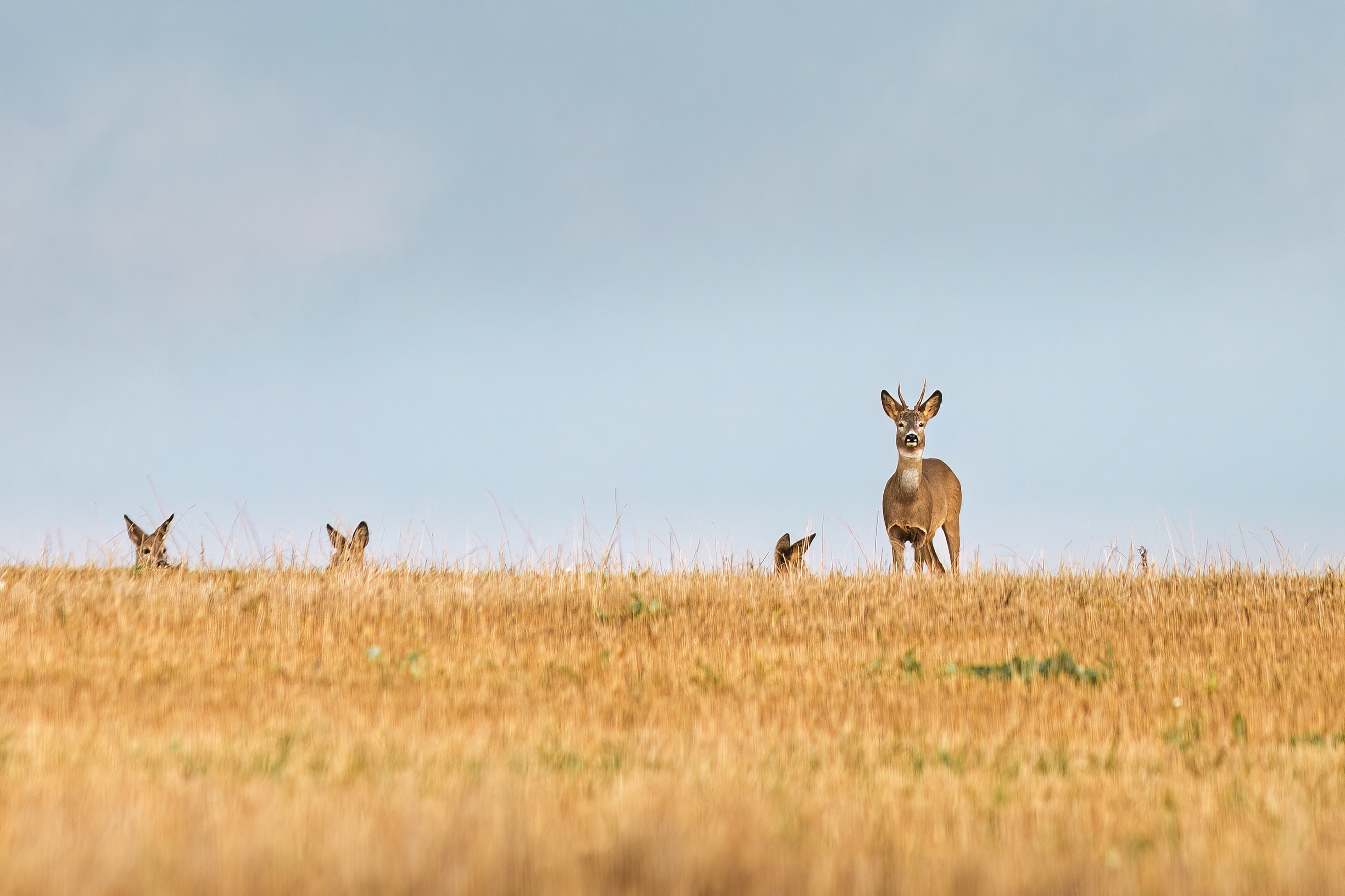 косуля, животные, природа, nature, wildlife, canon, Пронин Денис