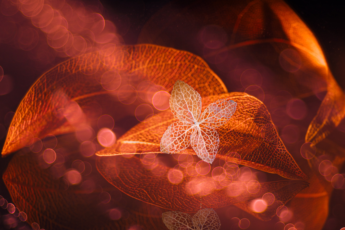 , Копцев Игорь