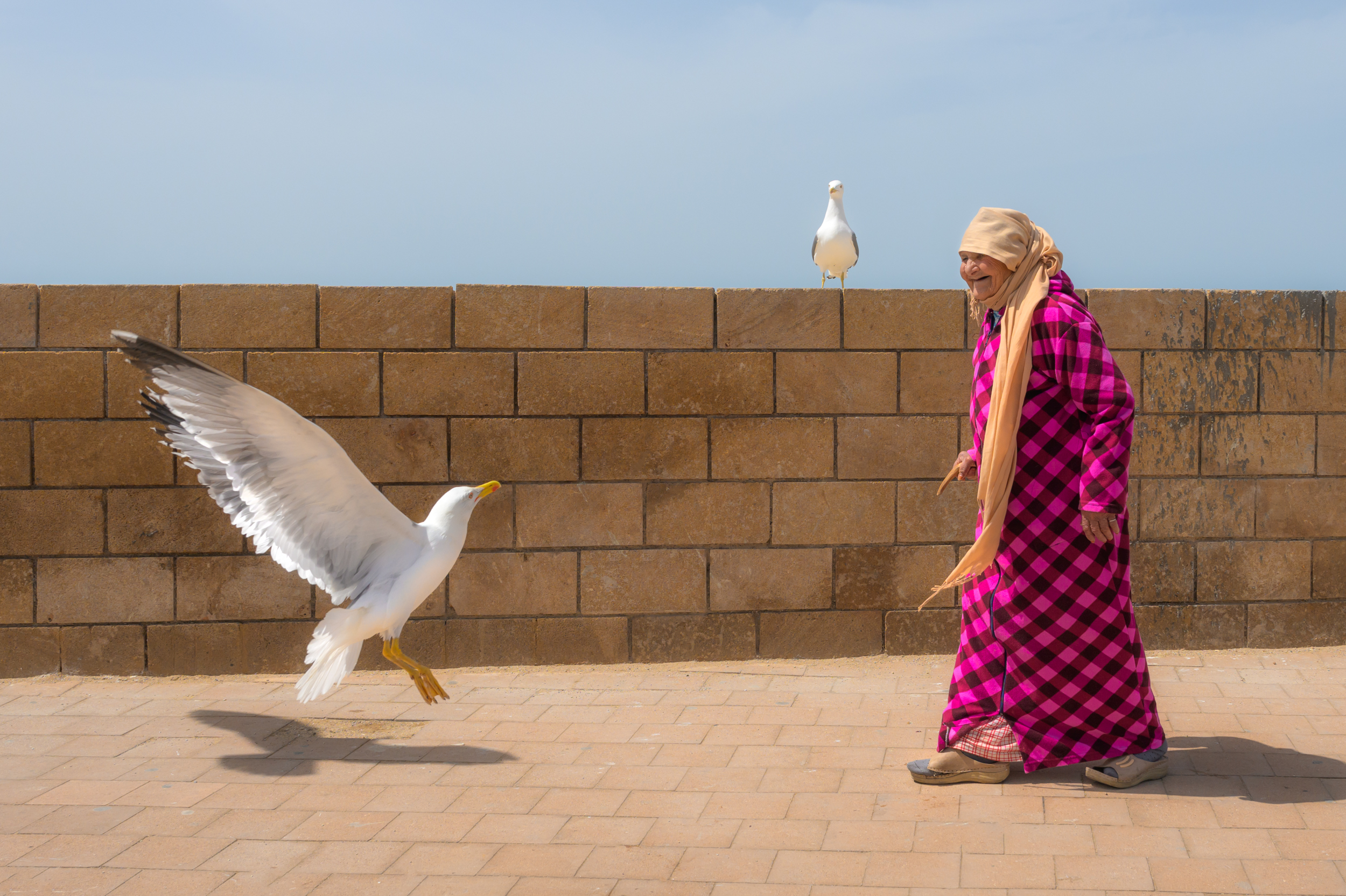 марокко, чайки, порт, maroc, marocco, street, city, blue, blue city, cat, etnic, africa, Kaznov Stanislav