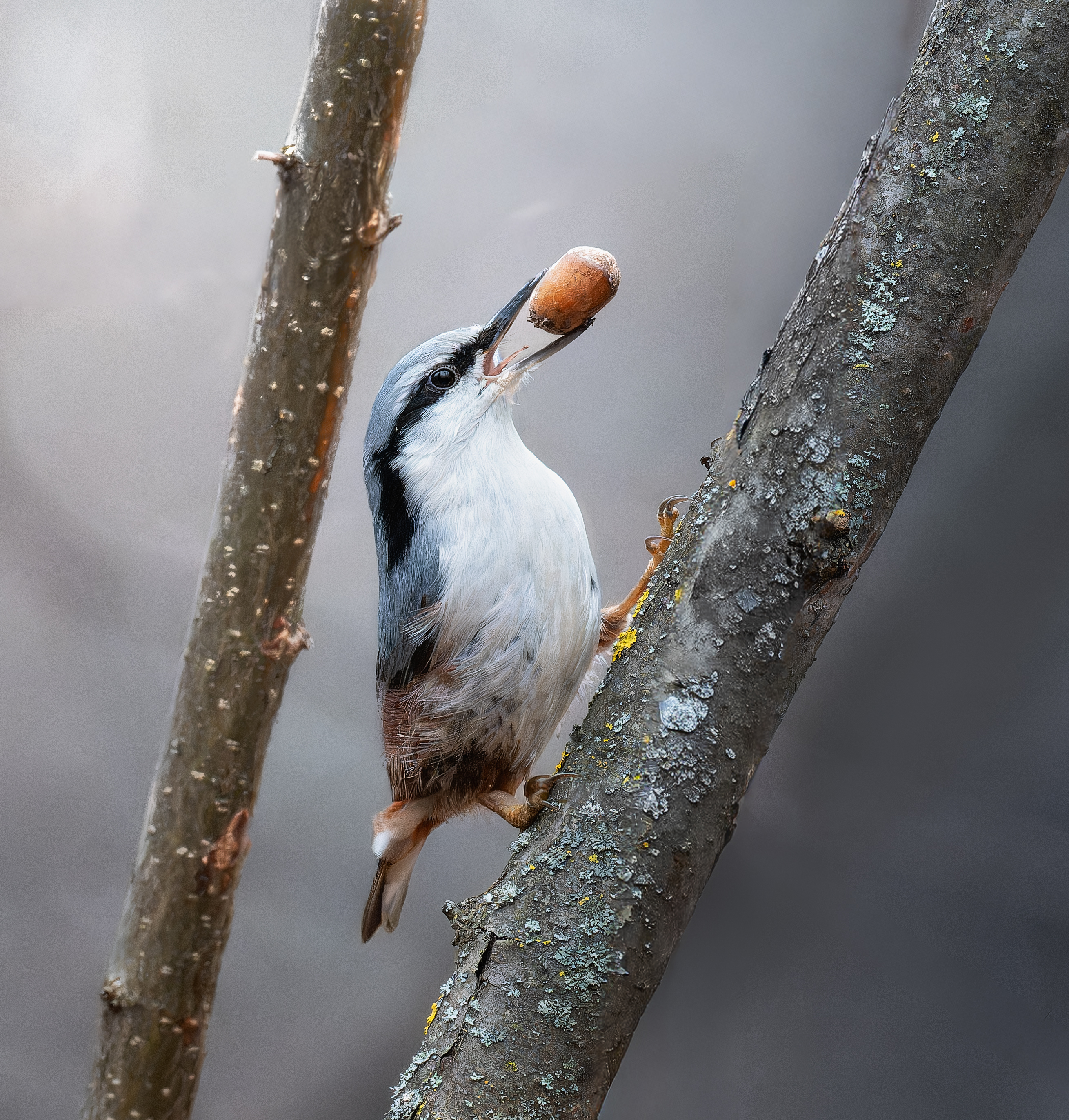 , Ширяев Константин