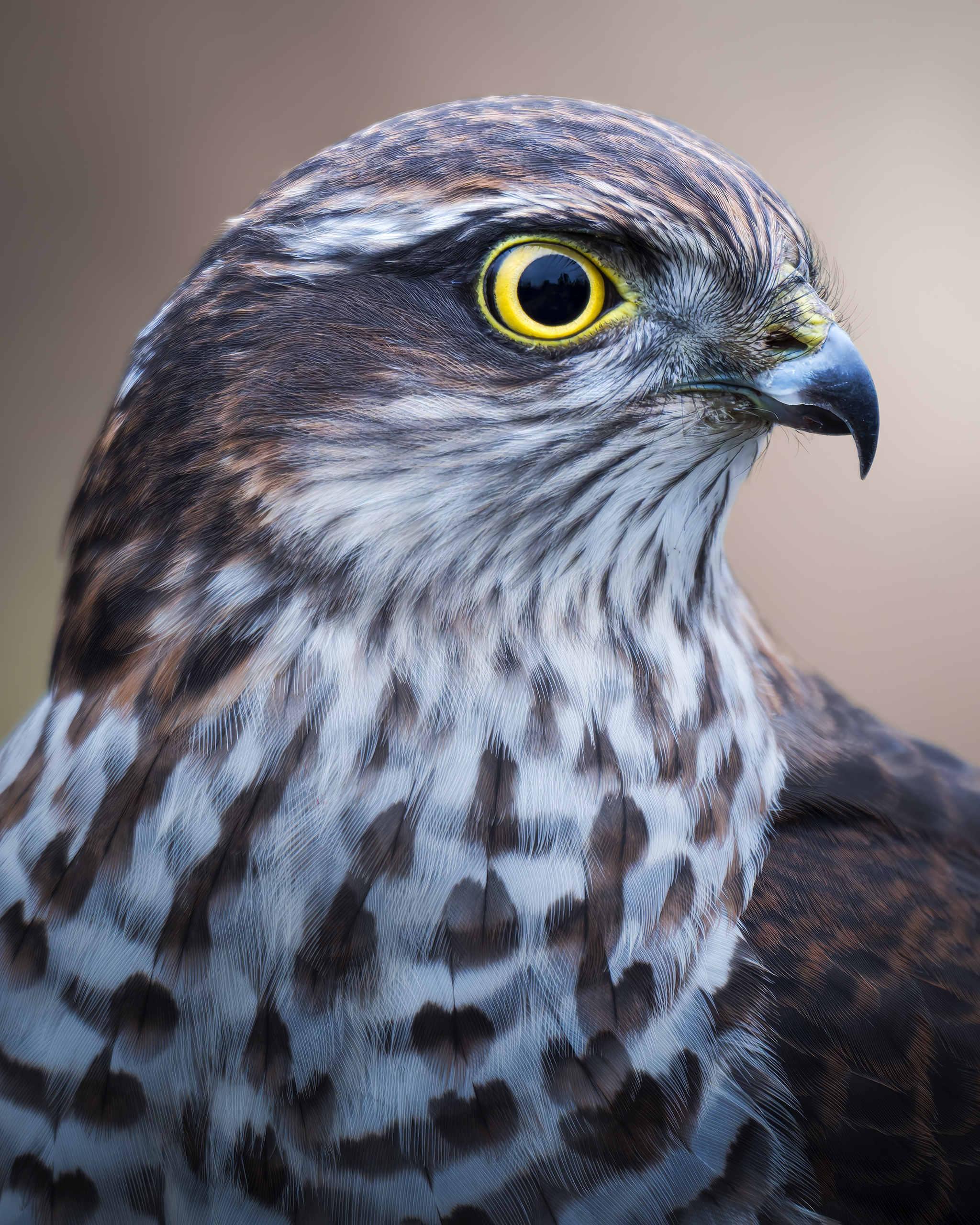 , Поляков Михаил