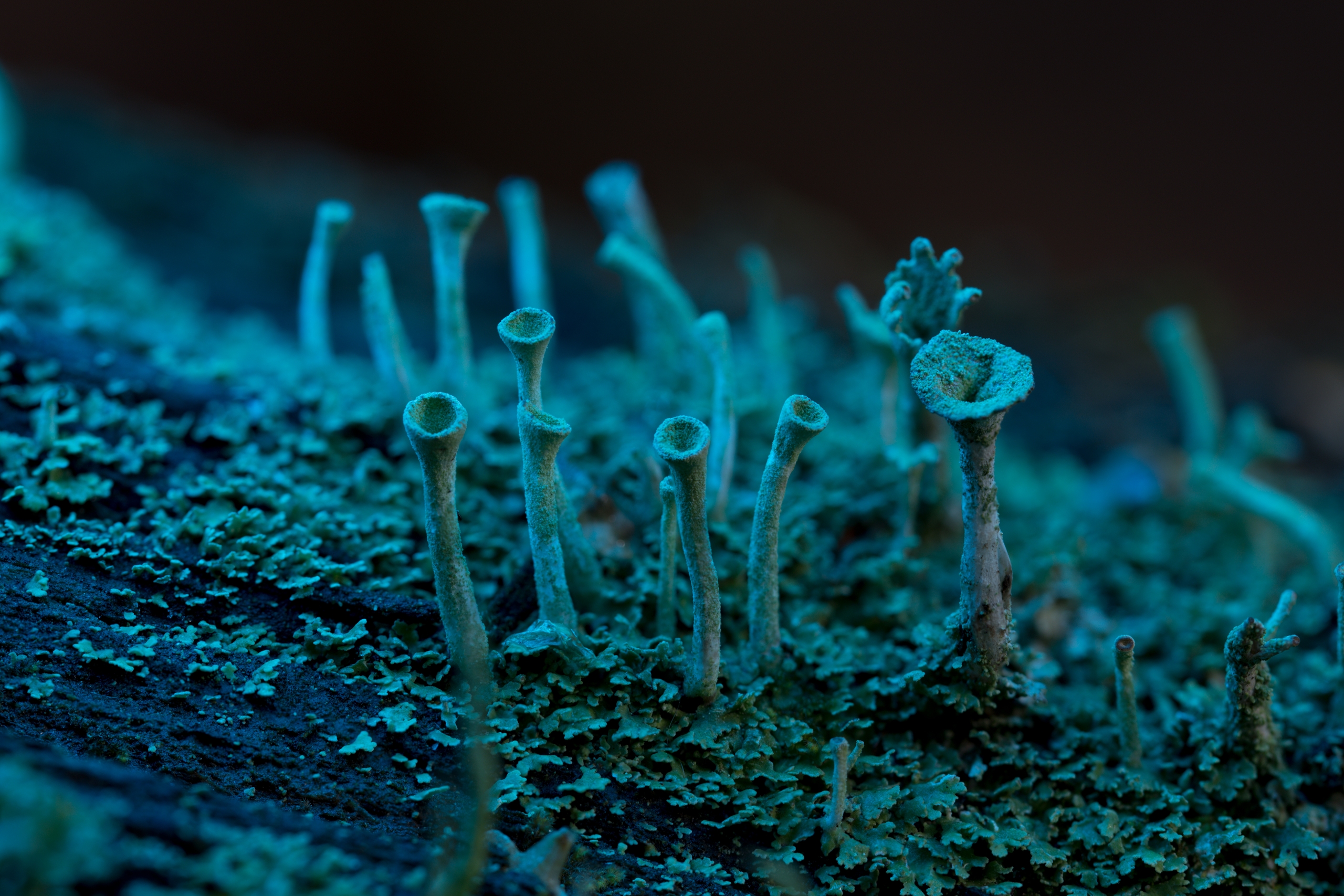 , Михаил Славный