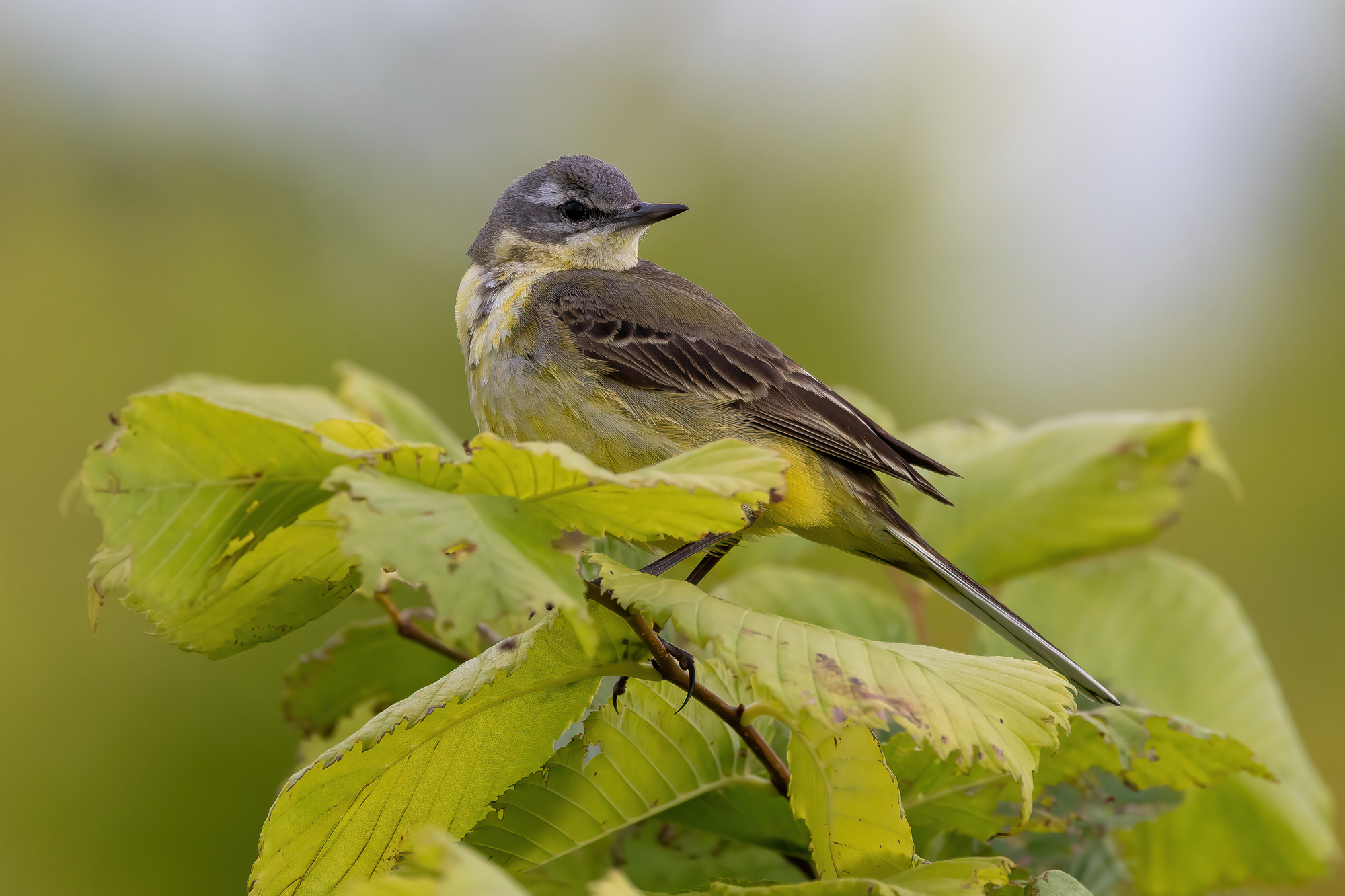 , Кузнецов Дмитрий