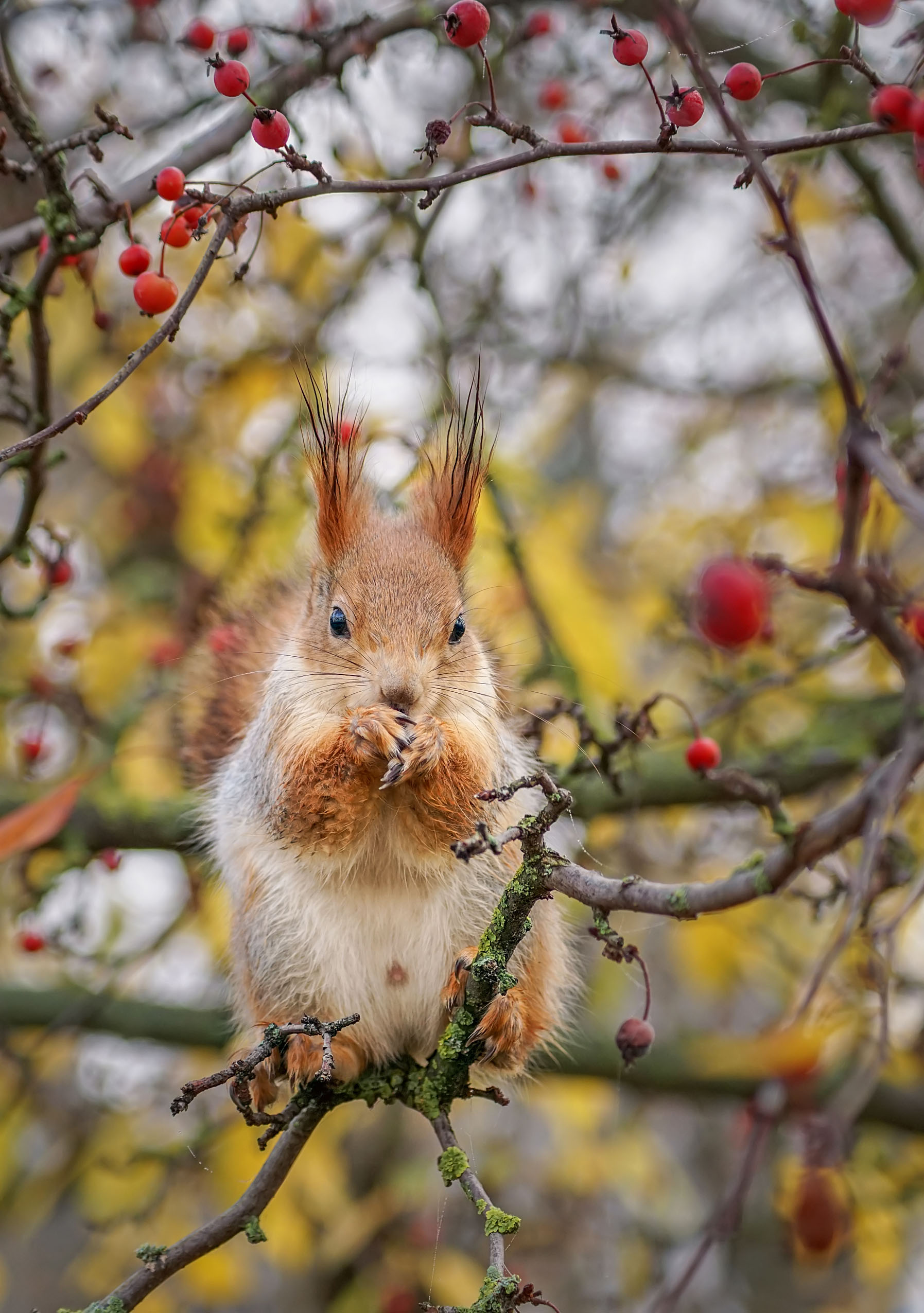 Белка, Чепленко Алексей