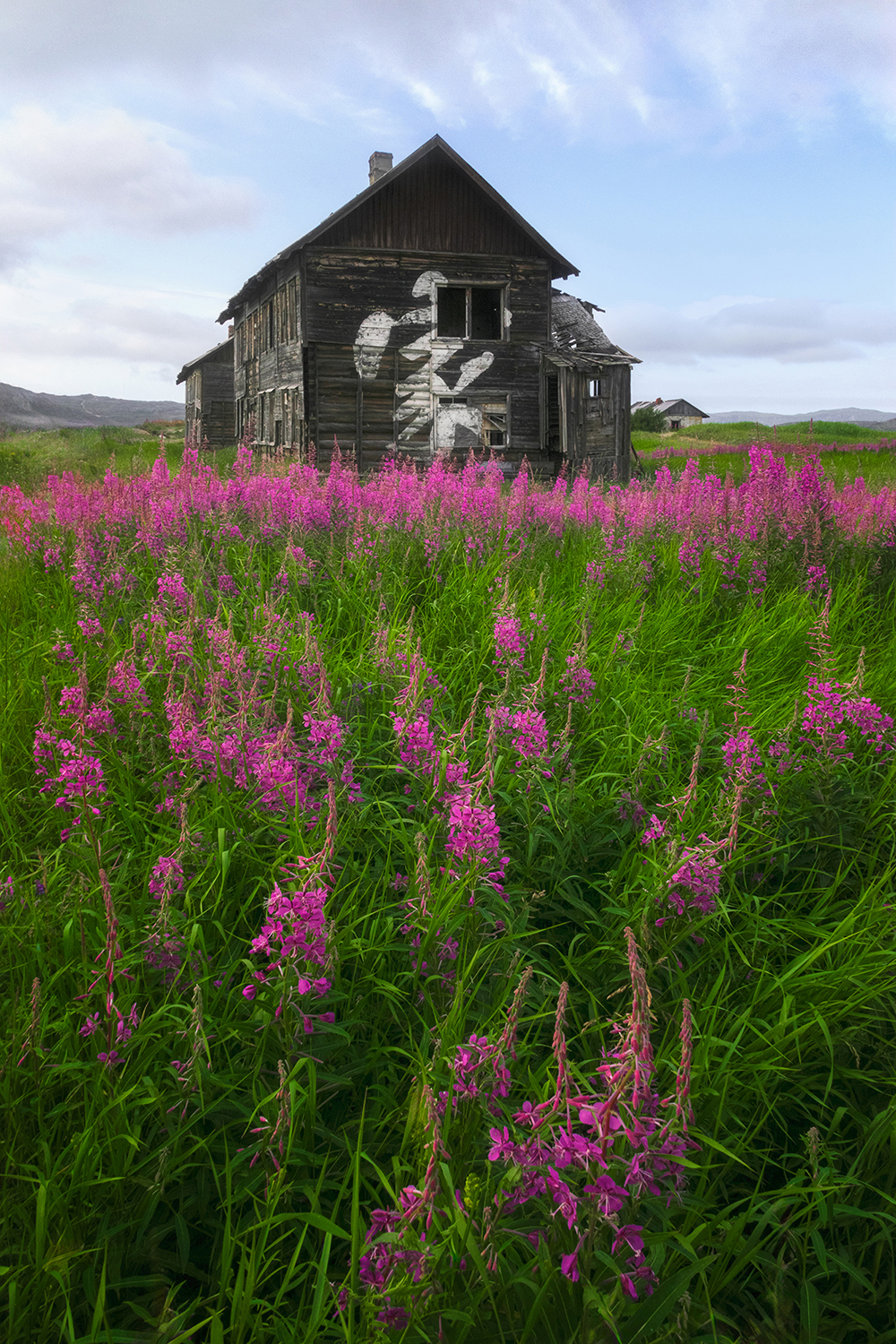 териберка, кольский, цветы, север, Растворов Игорь