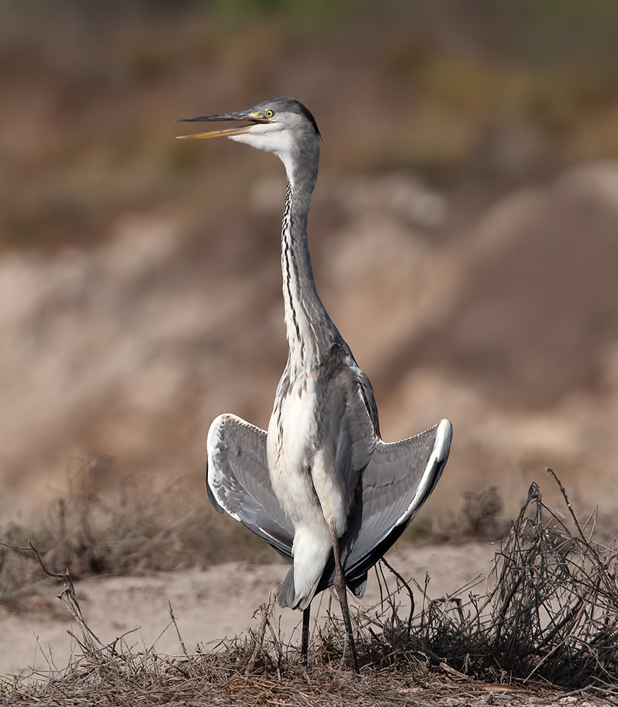 grey heron, cерая цапля, цапля, heron, израиль, птицы израиля,israel, Etkind Elizabeth
