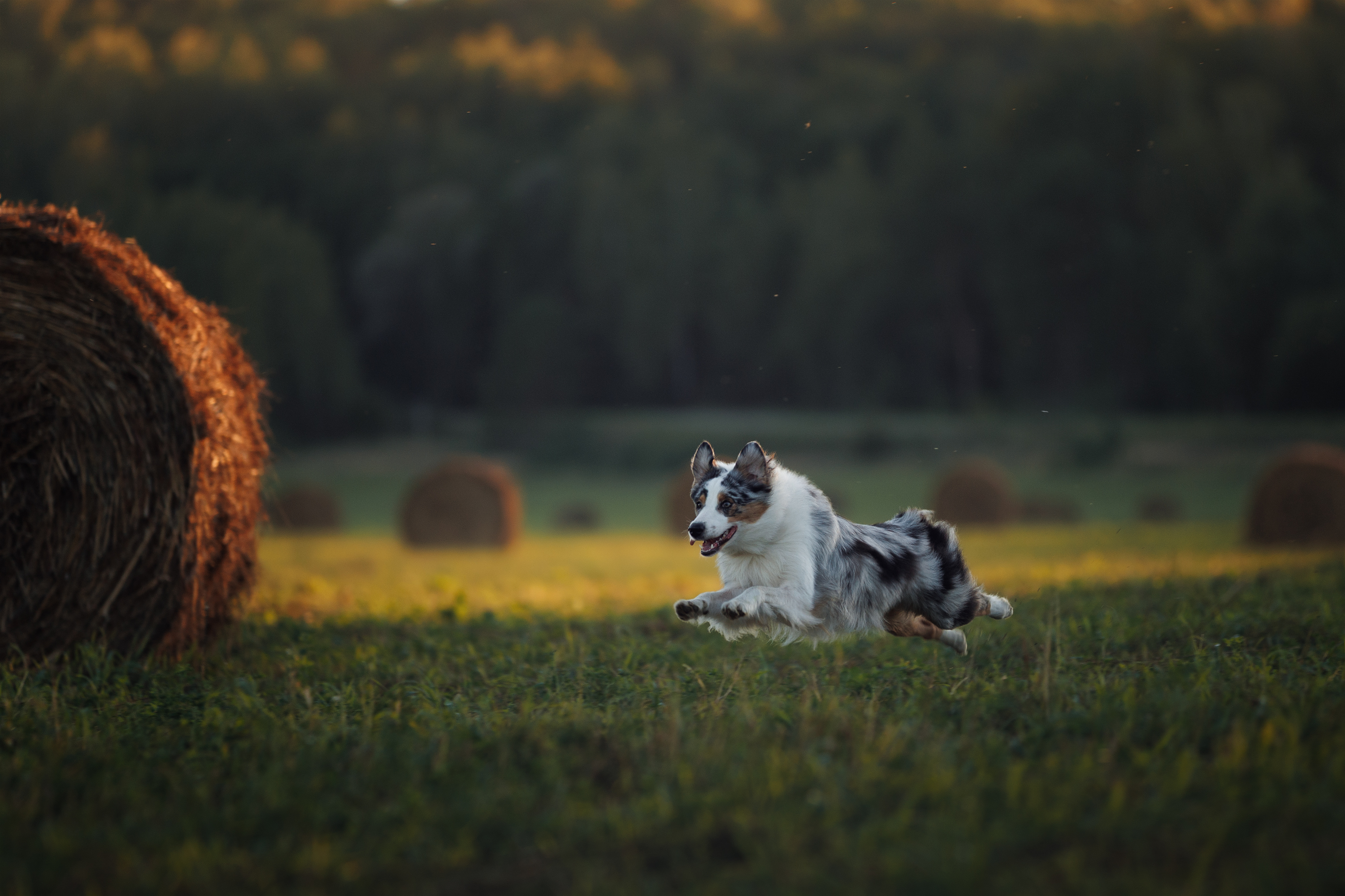 , Шерскова Мария