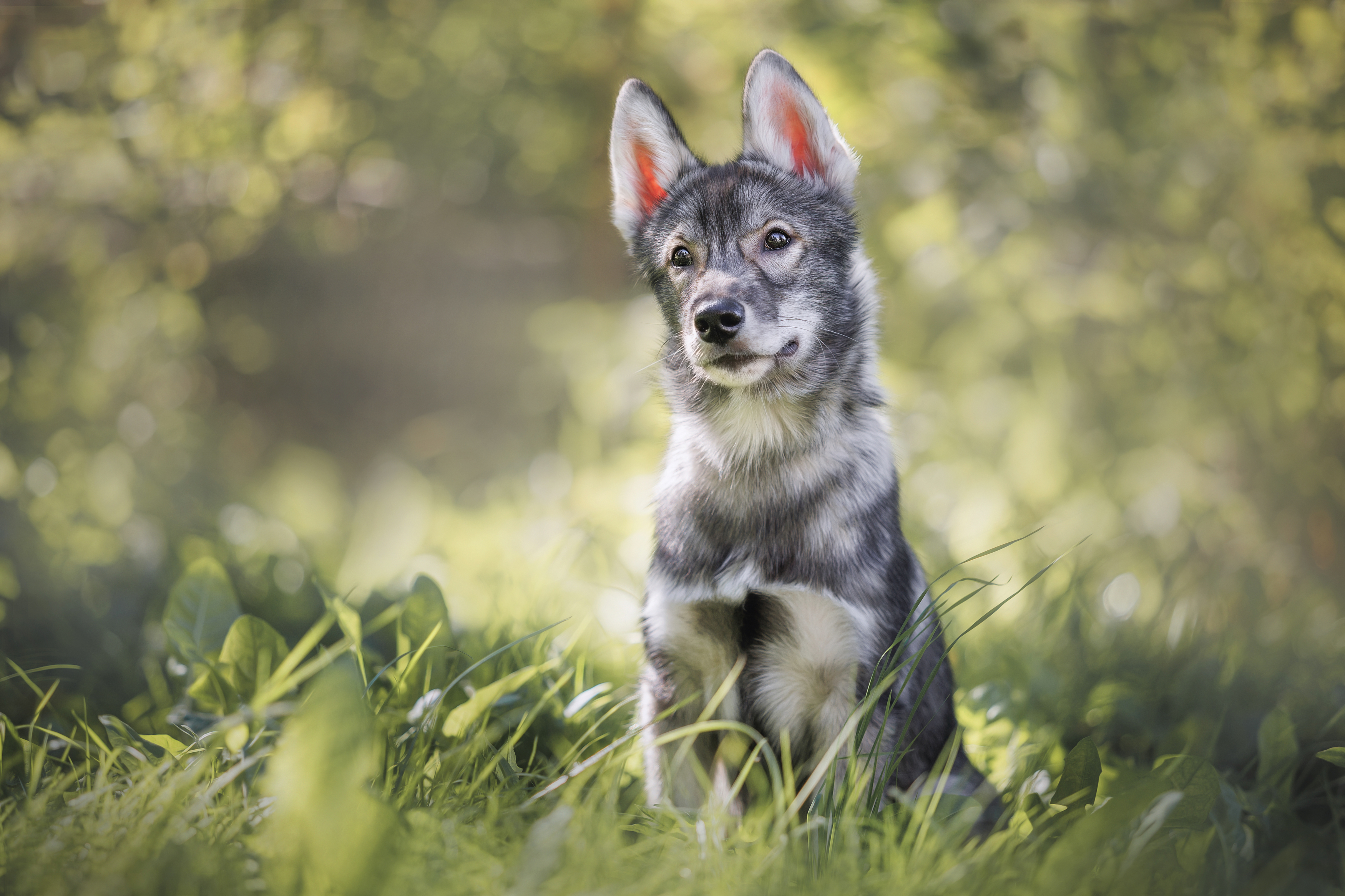 , Яна Нарбутович