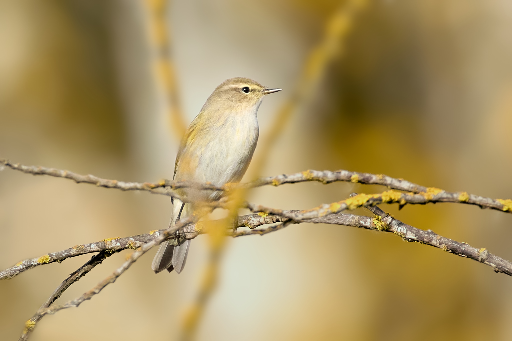 пеночка‑теньковка, common chiffchaff, Phylloscopus collybita, птица, дикая природа, bird, wild bird, певчая птица, birdwatching, nature, wildlife photography, close‑up bird, Полина Шальнева
