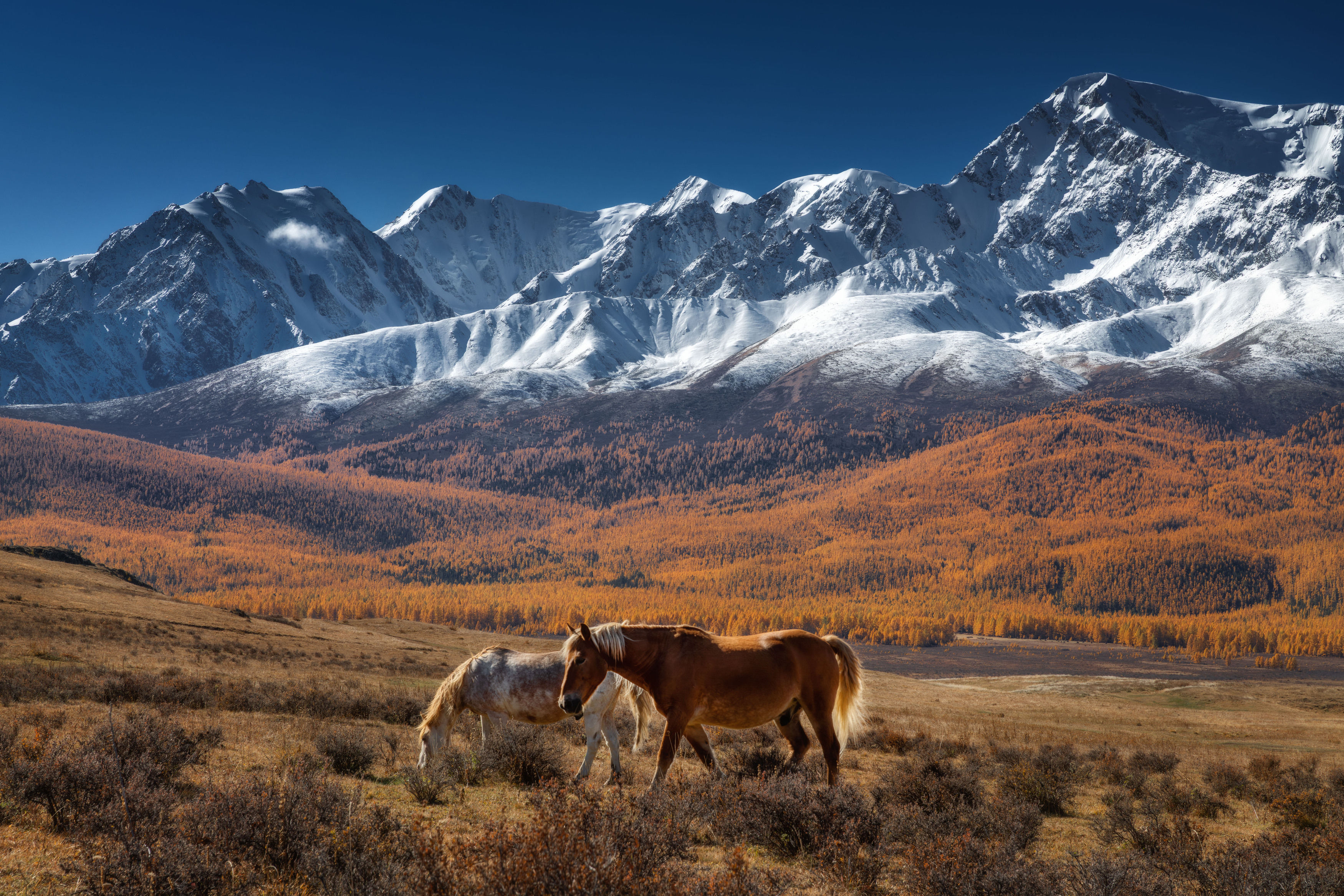 алтай, осень, пейзаж, Шевченко Николай