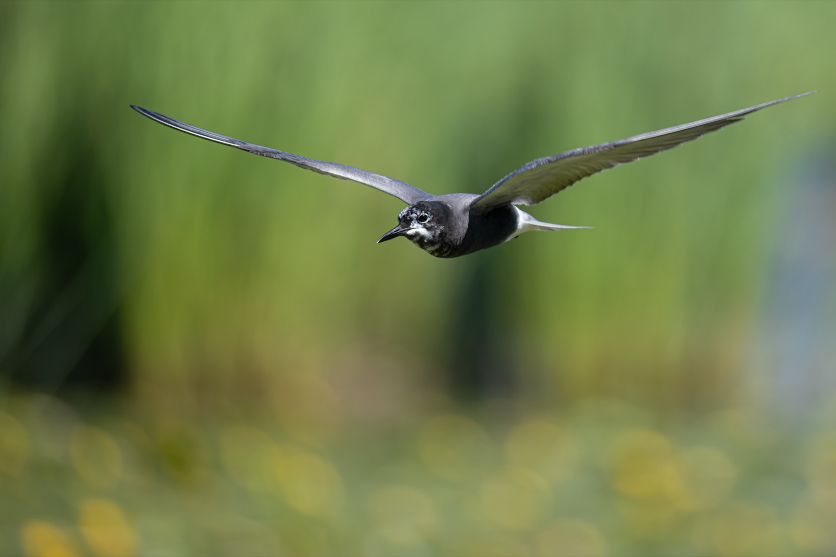 черная крачка, крачка, чайка, птицы, Ruslan Pl