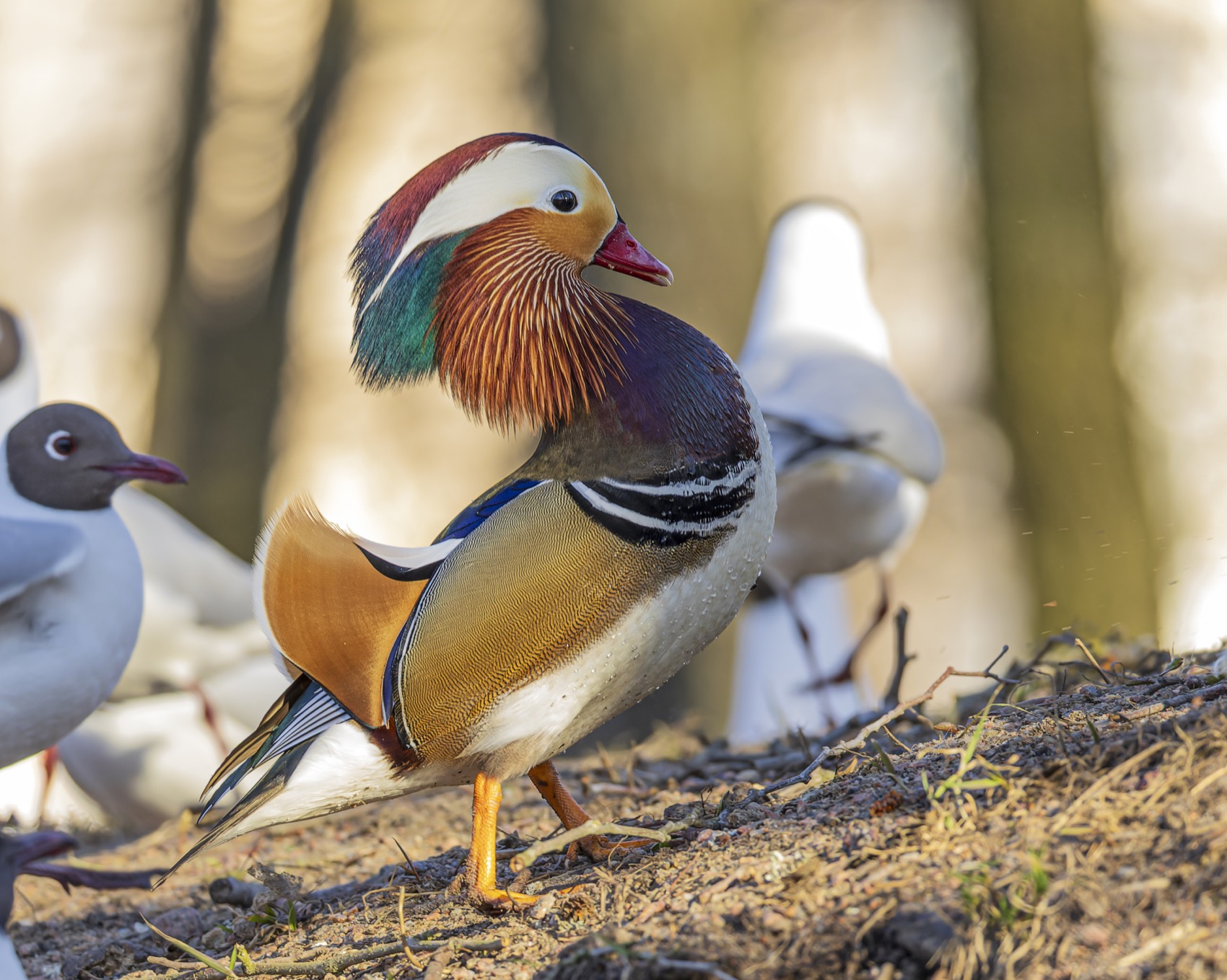 мандаринка, утка, птицы, красная книга, Ruslan Pl