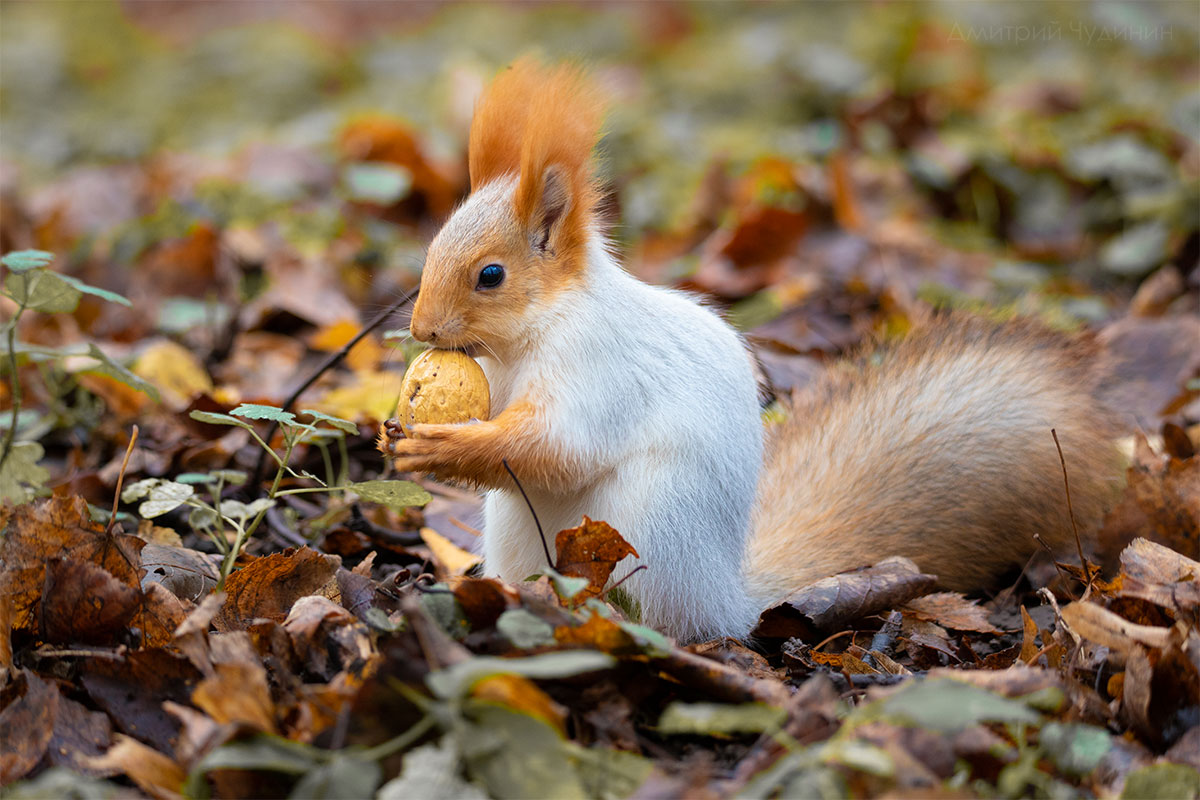 , Чудинин Дмитрий