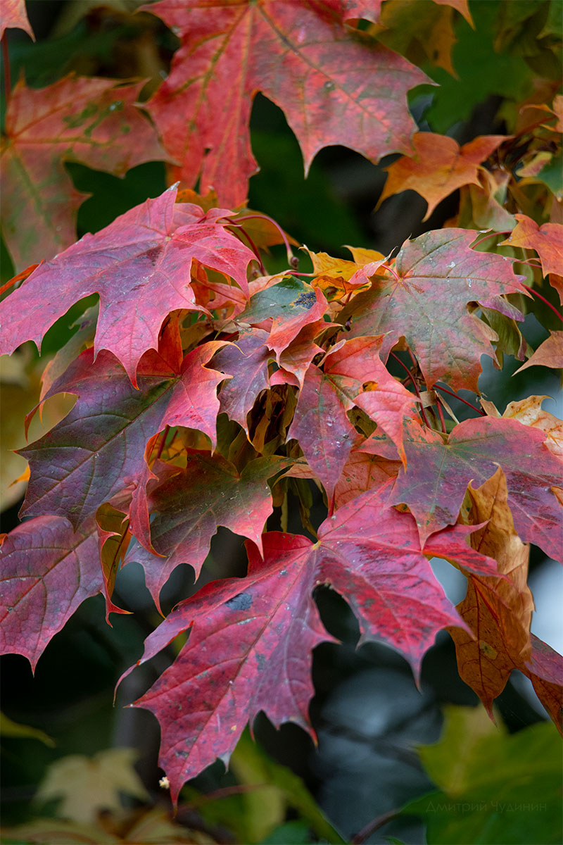 , Чудинин Дмитрий