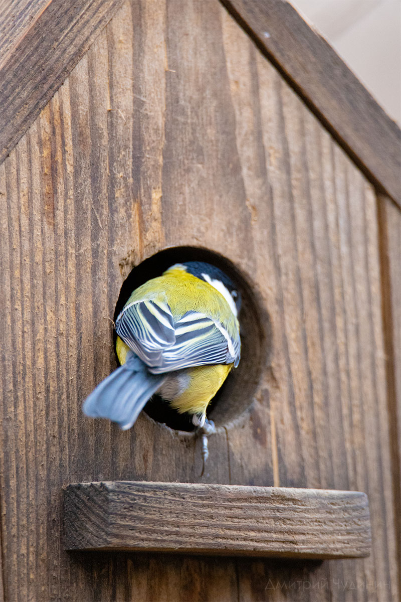 , Чудинин Дмитрий