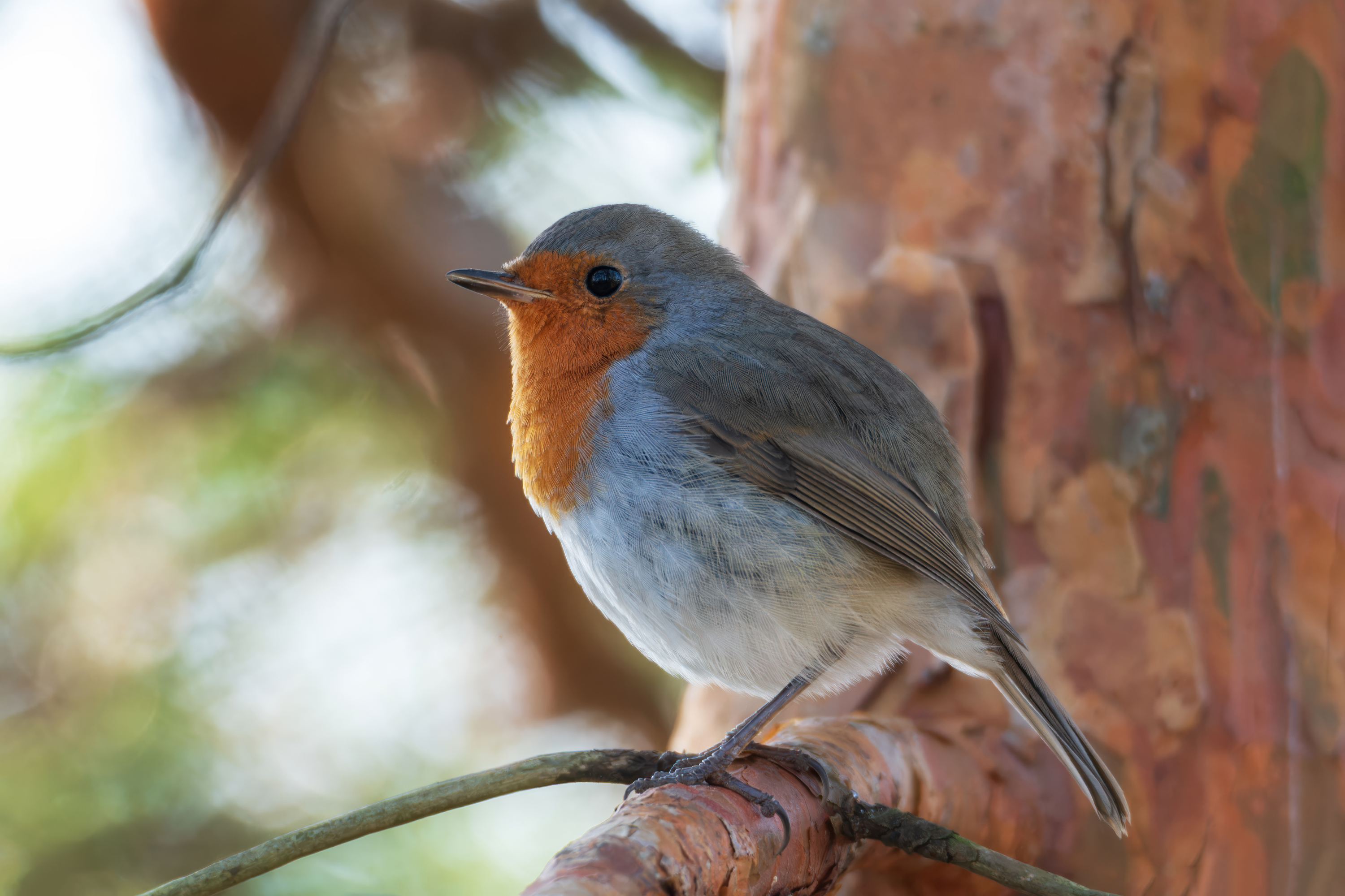 , Сергей Тихомиров