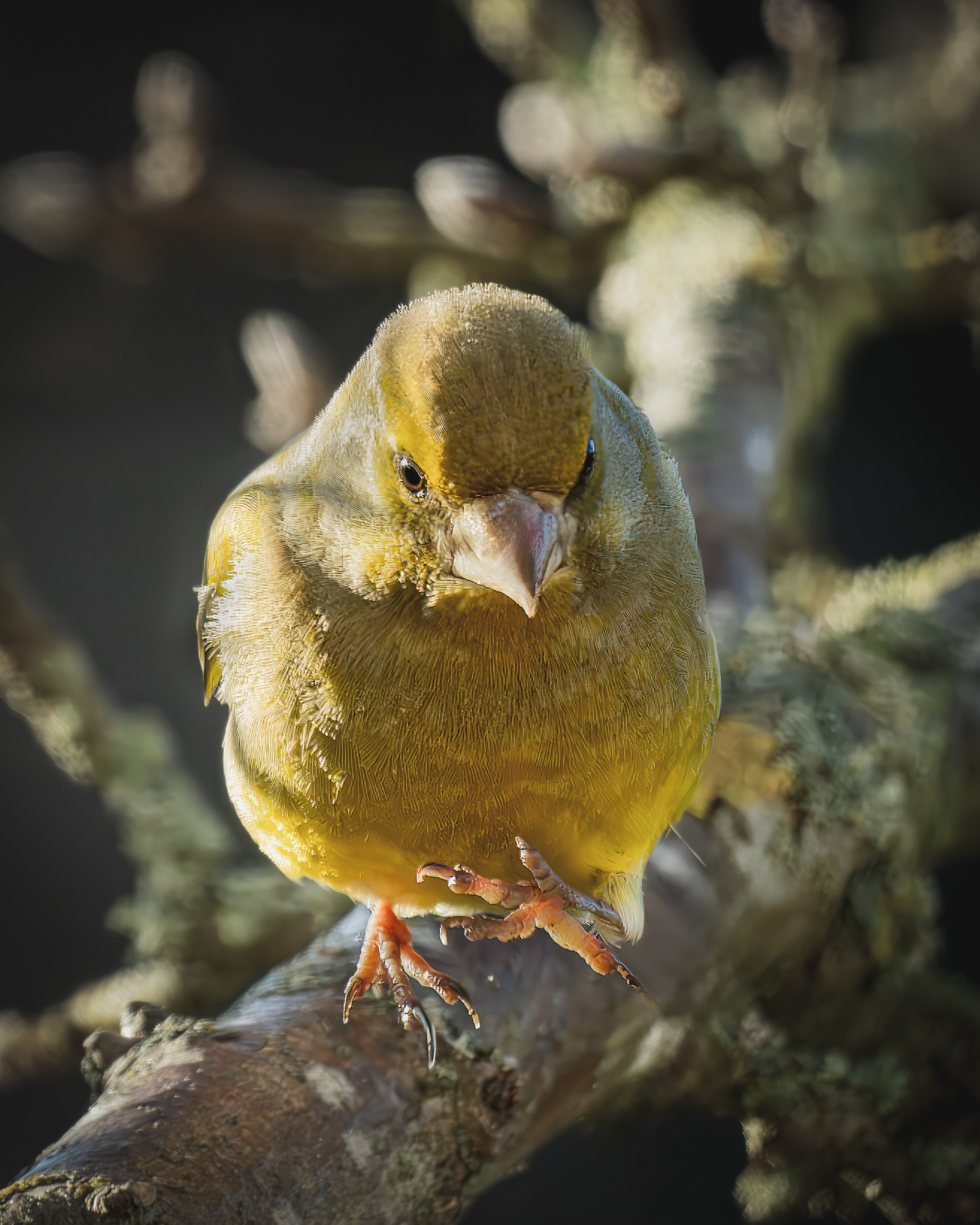 Зеленушки птицы бёрдвотчинг , Ворожцова Марина