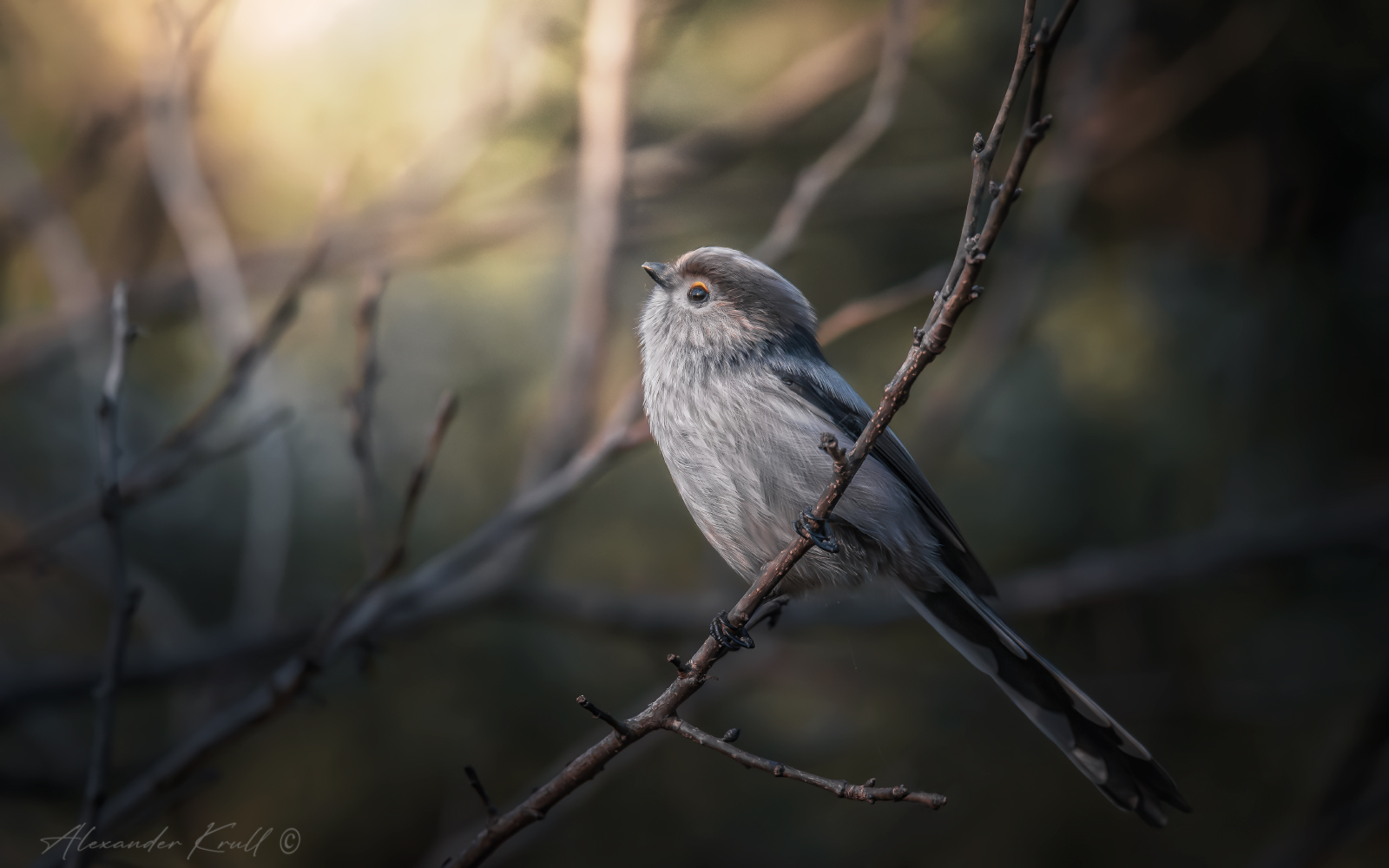 длиннохвостая синица, ополовник, aegithalos caudatus major, Круль Александр