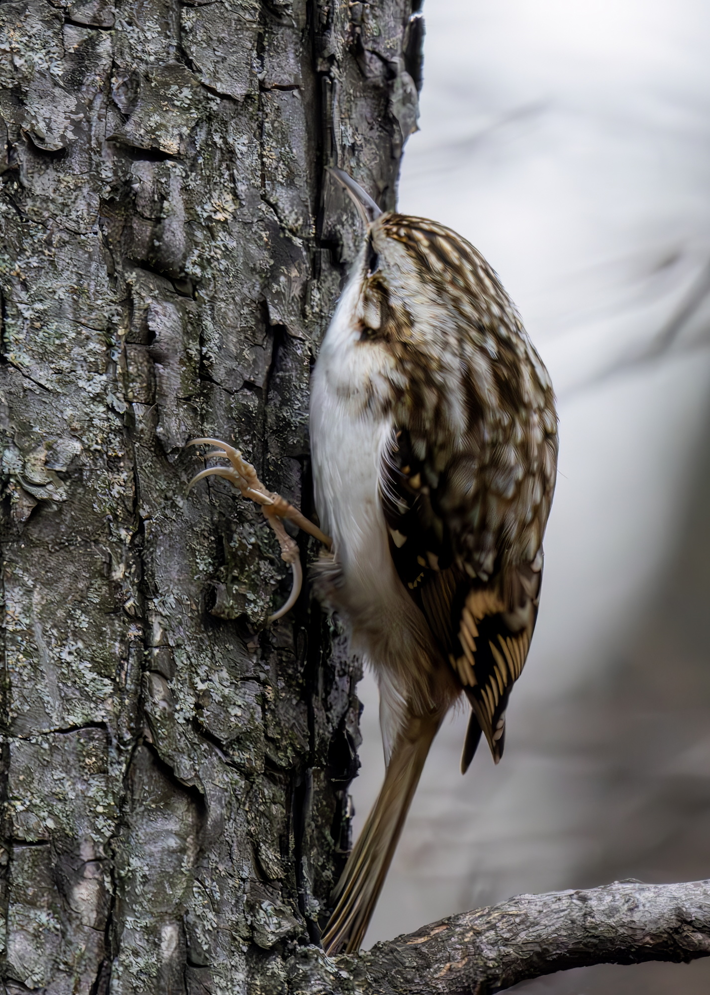 , Волынский Виктор