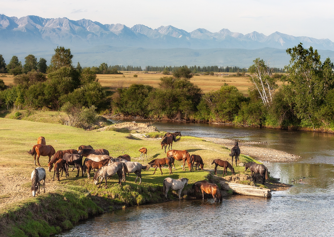 , Трофимов Алексей