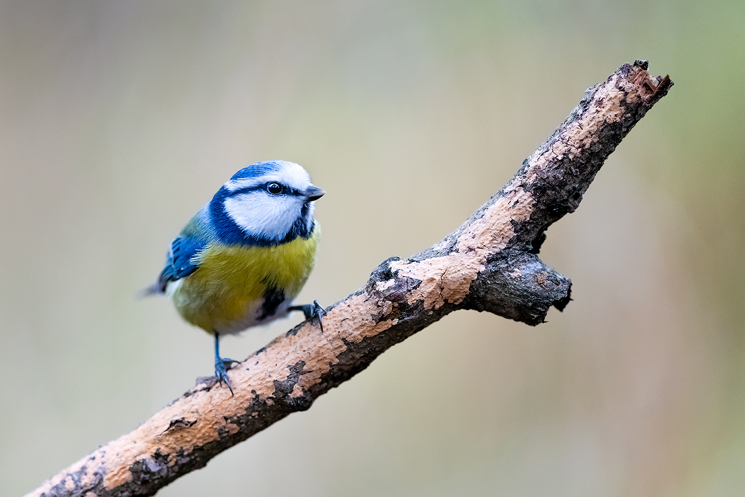 , Абросимов Александр