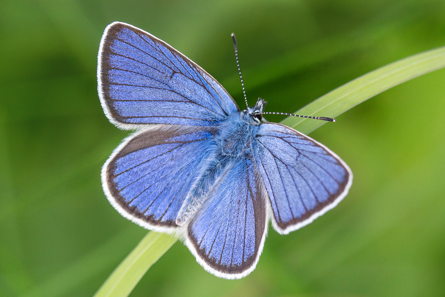 , Алексеев Сергей