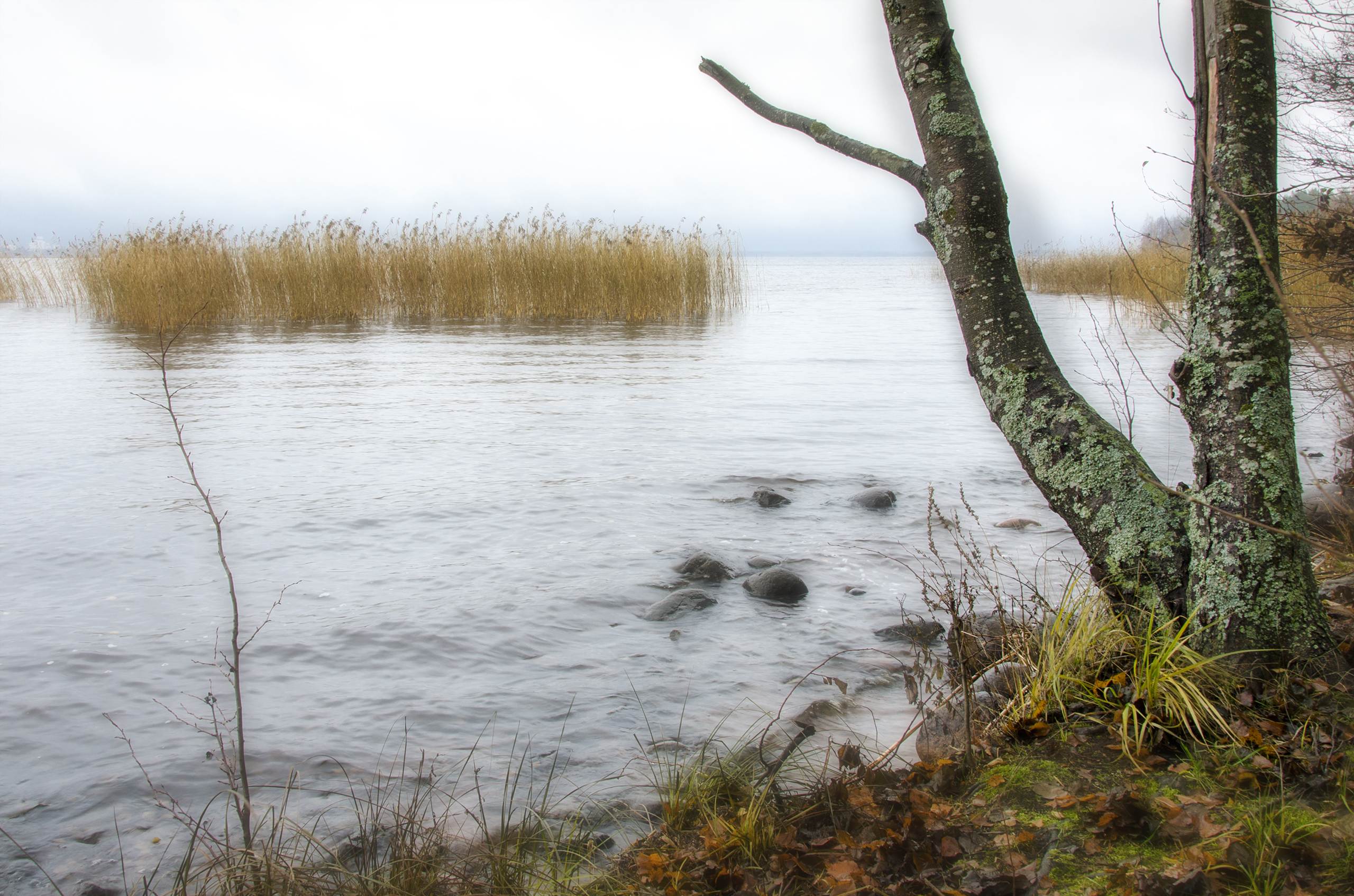 , Алексей Алешин