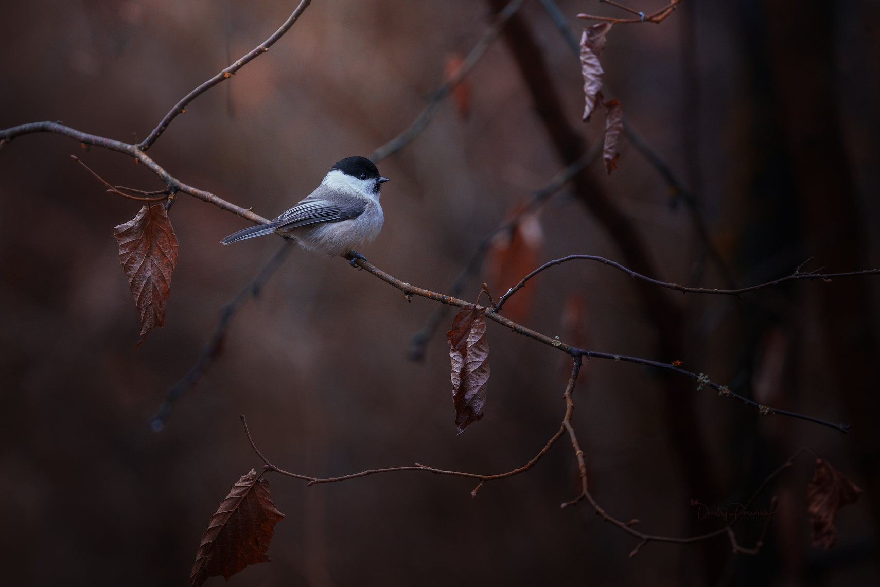 природа, лес, поля, огороды, животные, птицы, макро, Дмитрий Посевич