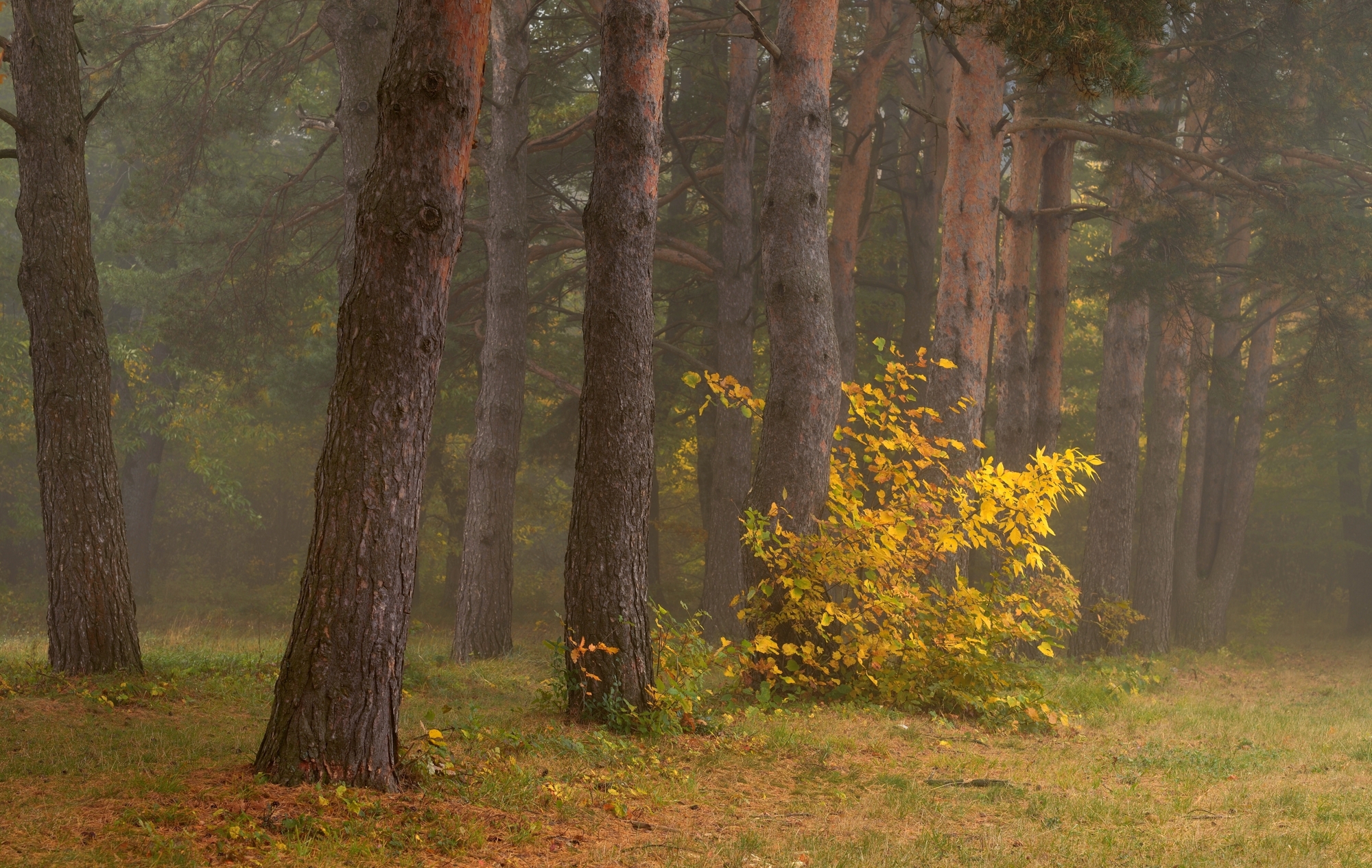 осень листва утро туман аллея, Александр Жарников