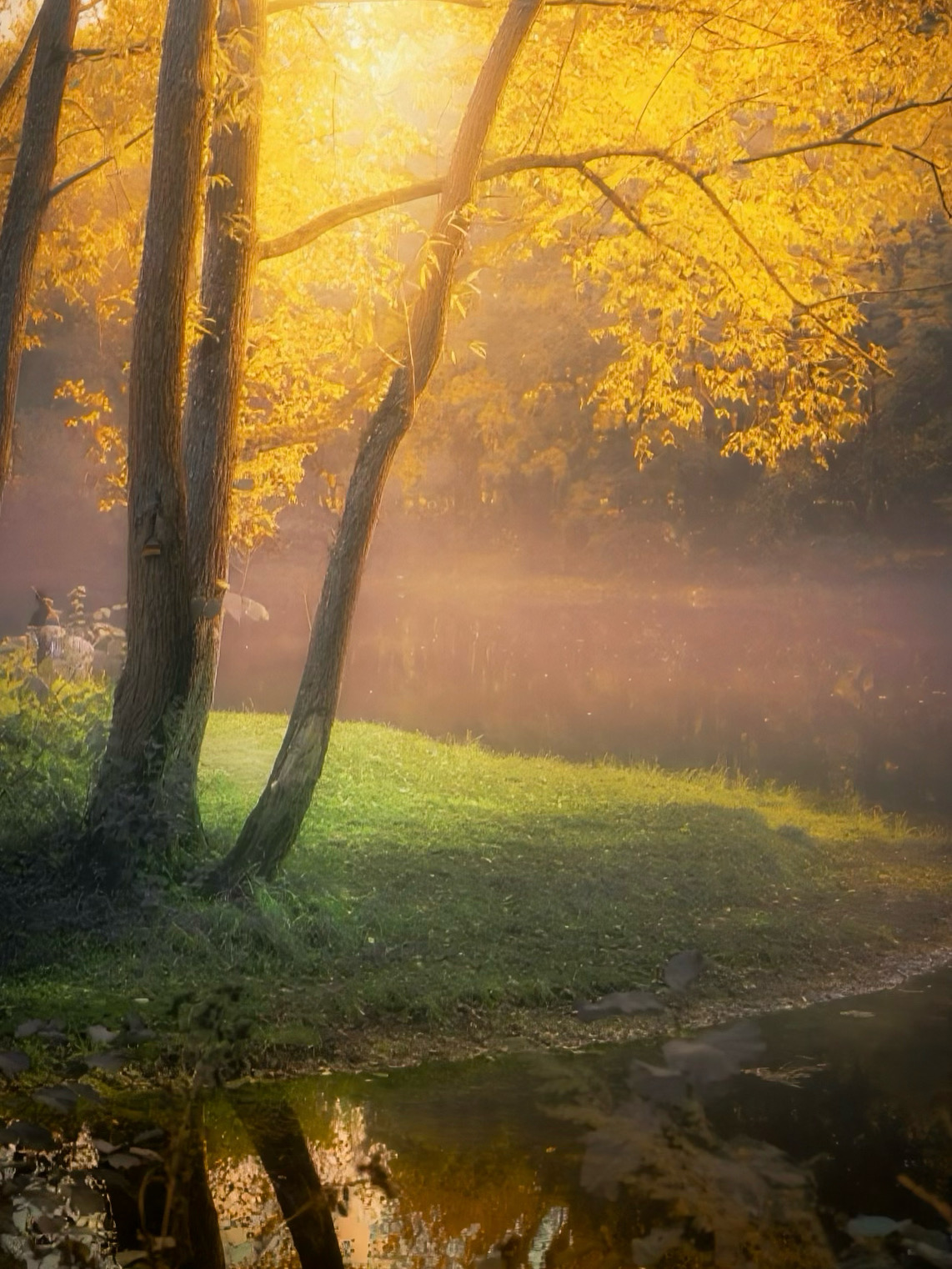 пейзаж, landscape, nature, природа, осень, autumn, золотаяосень, goldatum, лес, forest, туман, Julia Kaissa