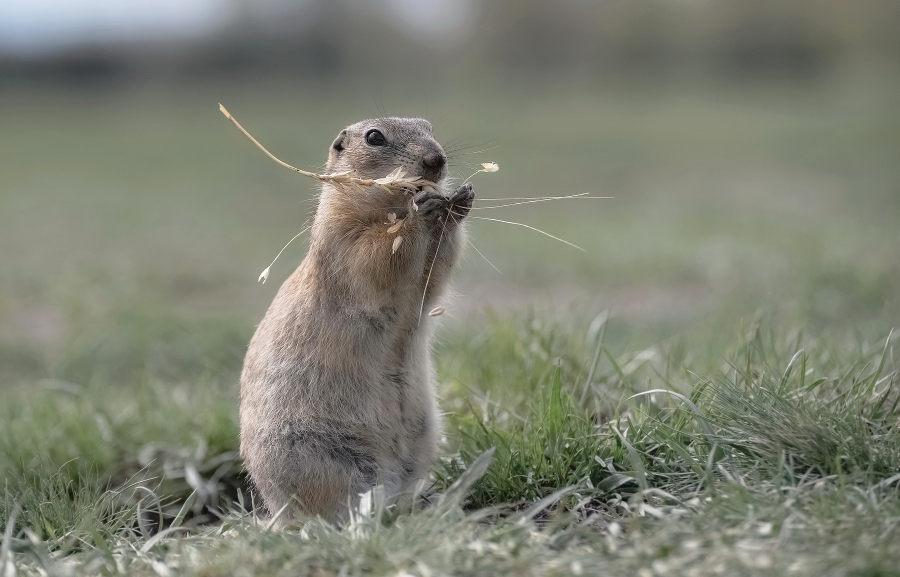 сибирь, животный мир, суслик, колосок, Марина Фомина