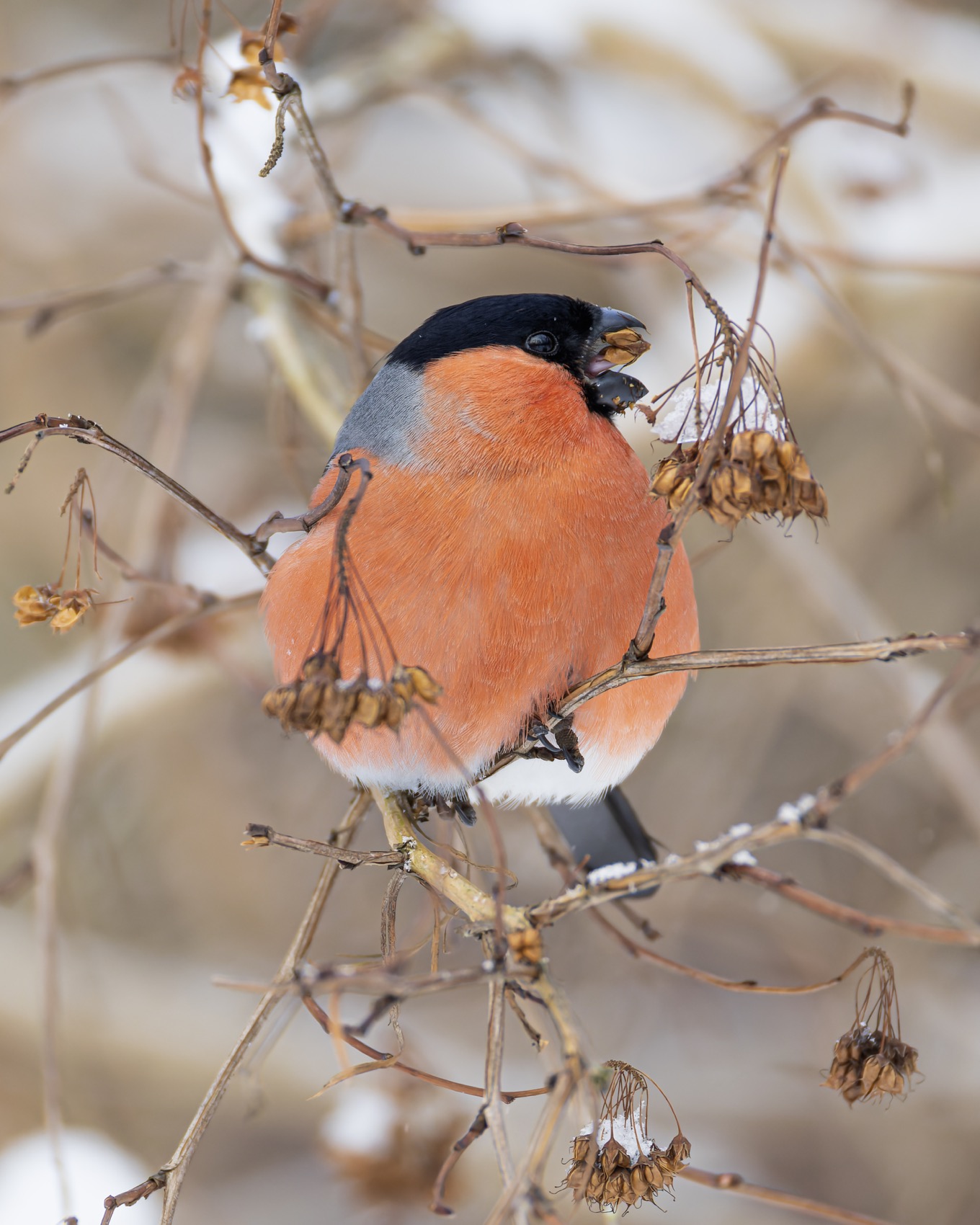 снегирь, птицы, зима, пузыреплодник, Ruslan Pl
