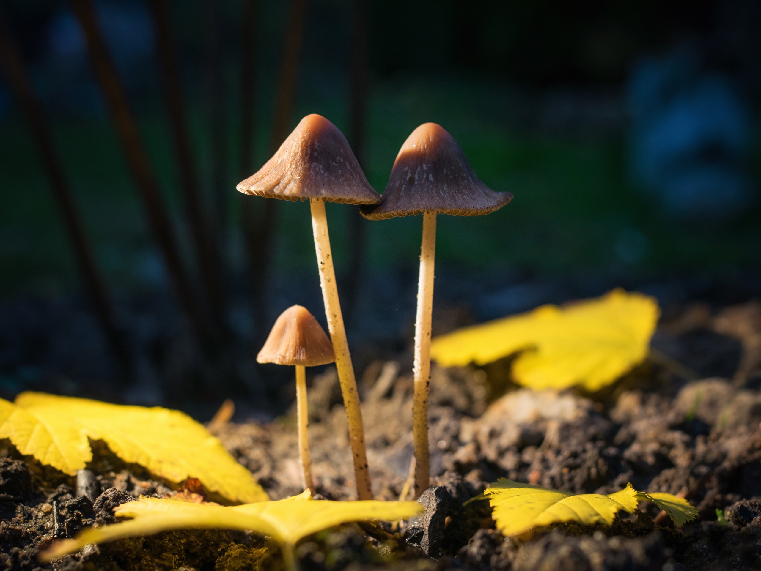 , Сергей Студнев