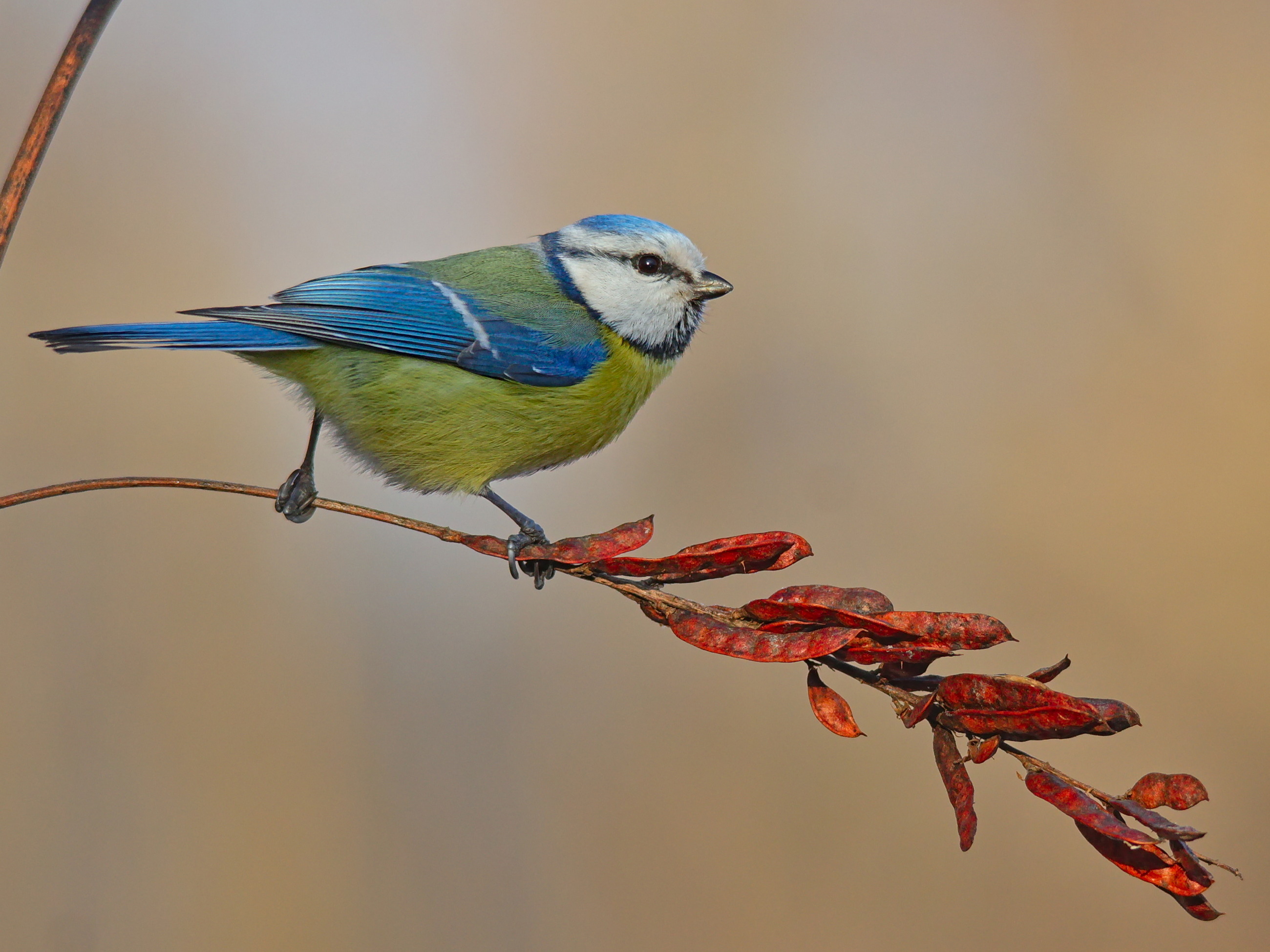 parus caeruleus, лазоревка, лакрица, солодка голая, glycyrrhíza glábra,, sergey izoya