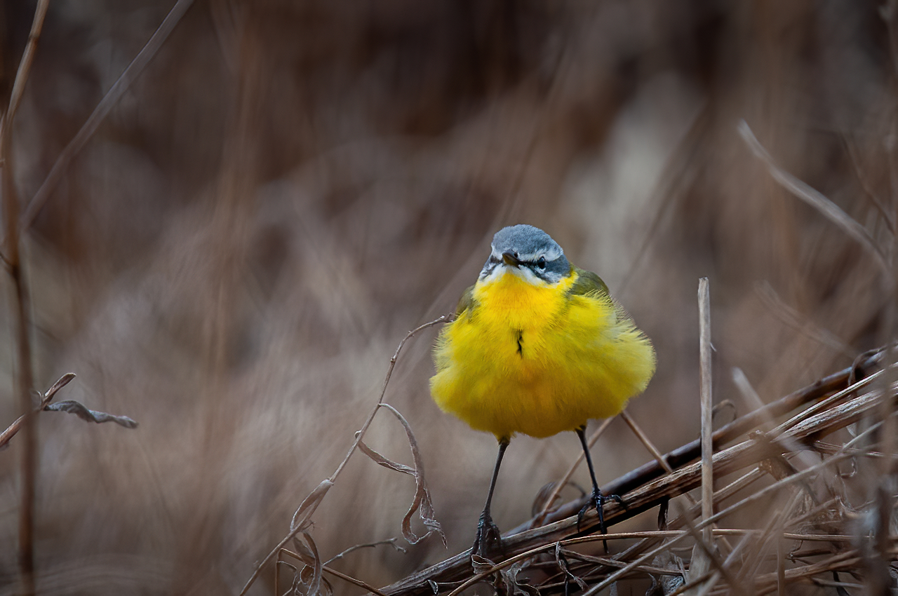 трясогузка, птица, желтая трясогузка, Anton