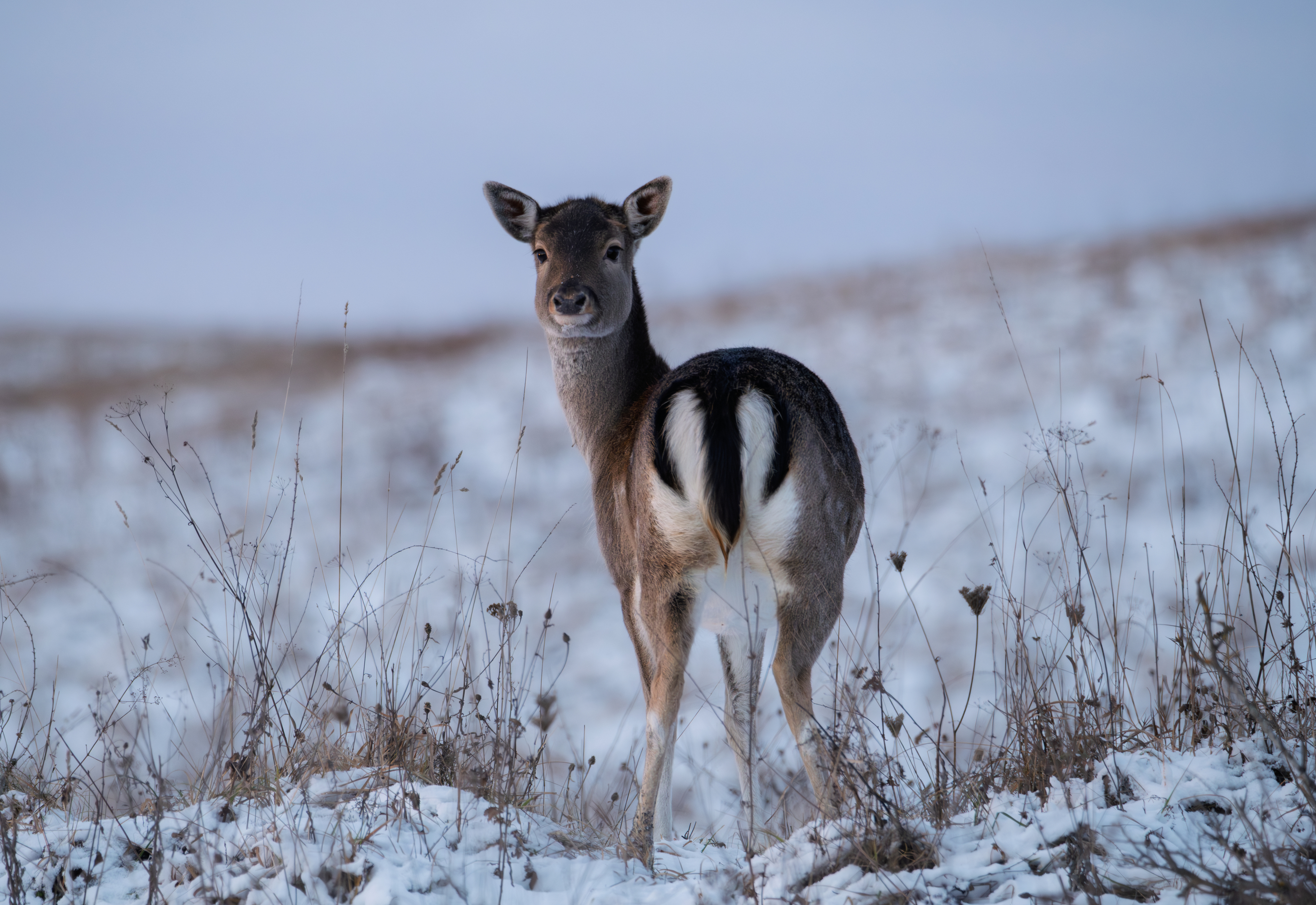 олень пятнистый пятнистый олень красный бор Беларусь рогач, Дмитрий Федорако