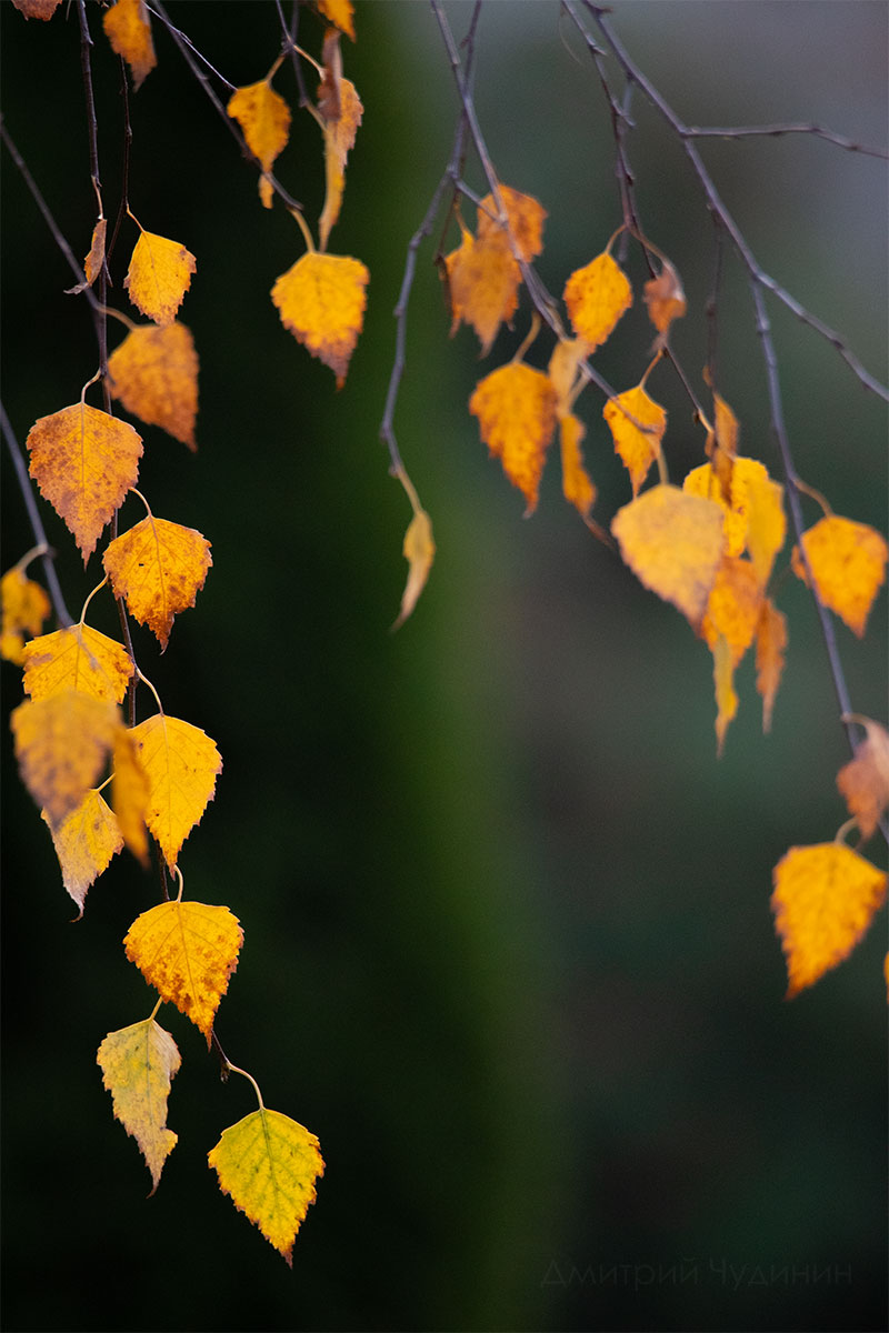 , Чудинин Дмитрий