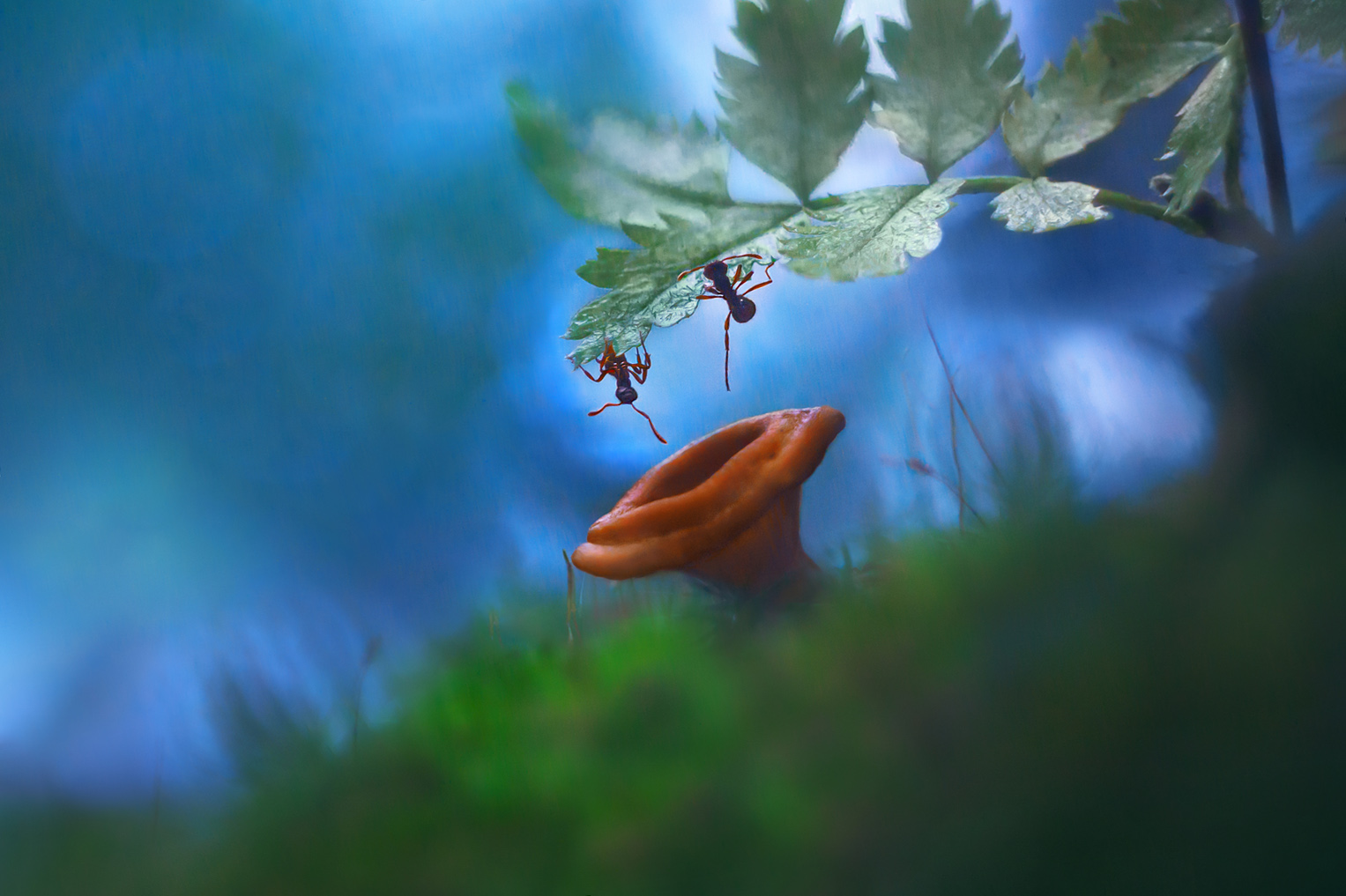 осень, природа, лес, муравьи, муравей рыжая мирмика, гриб, Алёна Сурнина