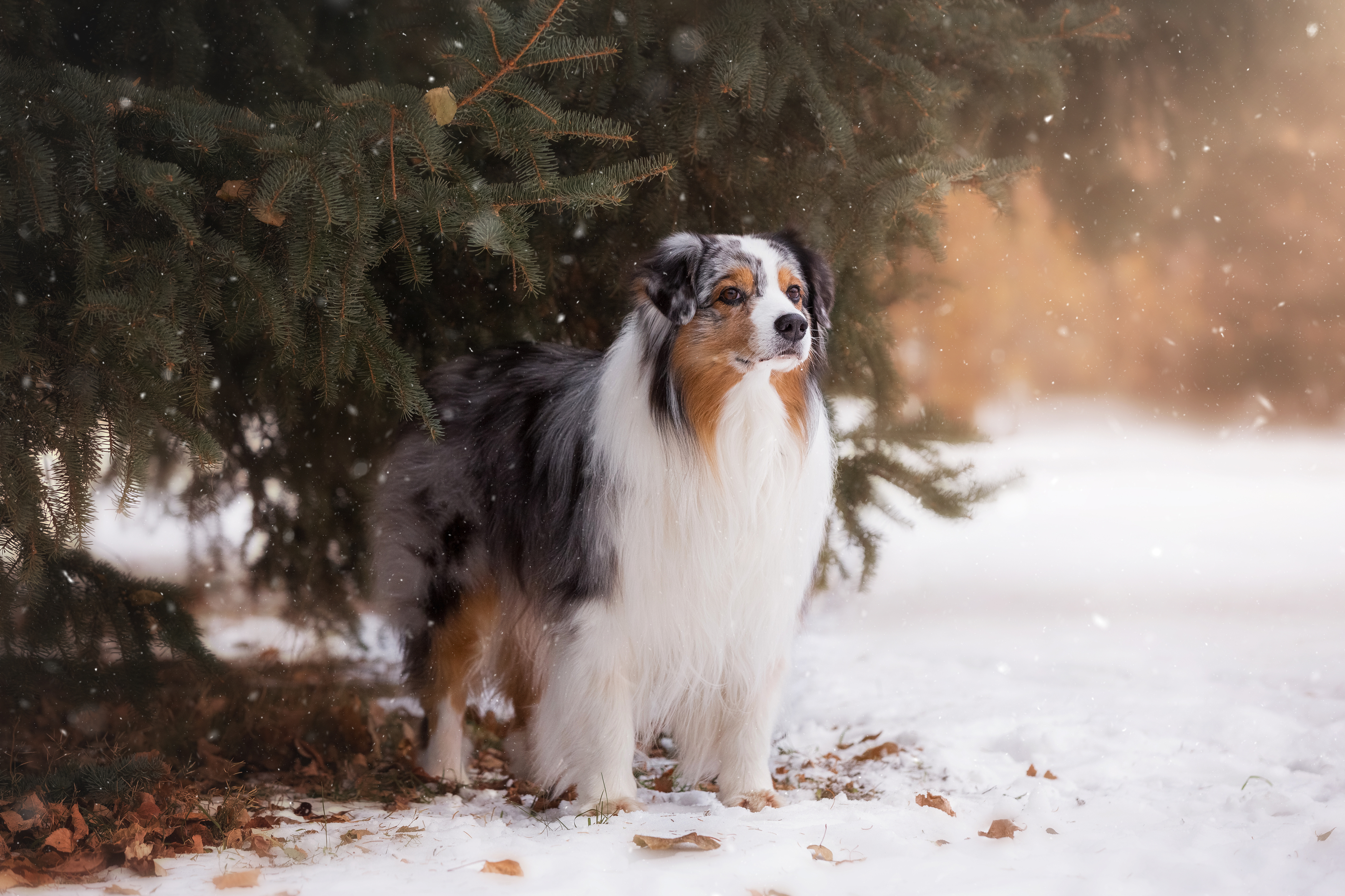 Собака, Лес, Снег, Наталья Степанова